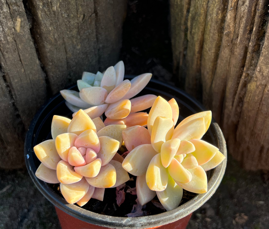 ghost plant