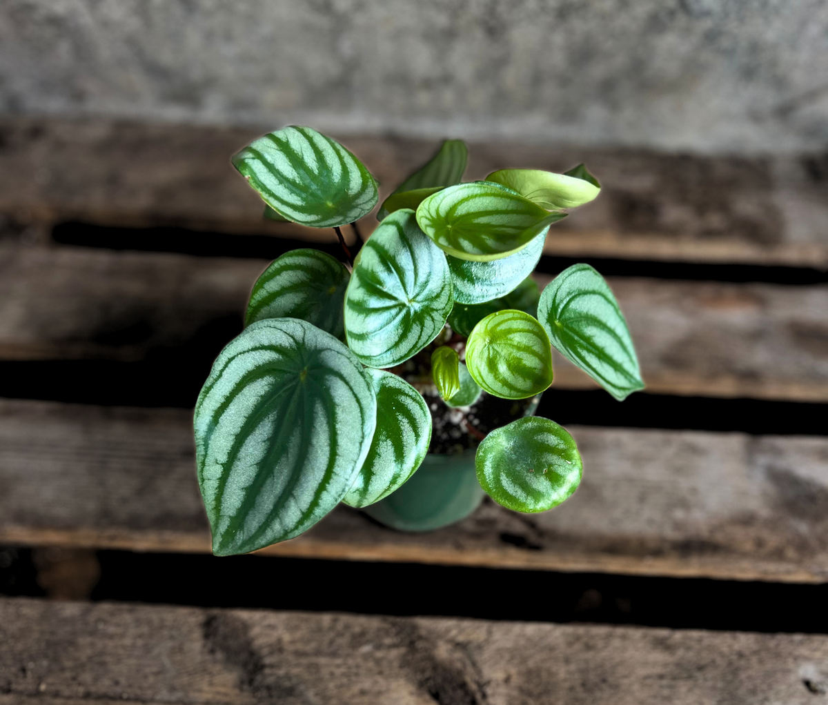Watermelon Peperomia (Peperomia argyreia) – 4" Potted Houseplant