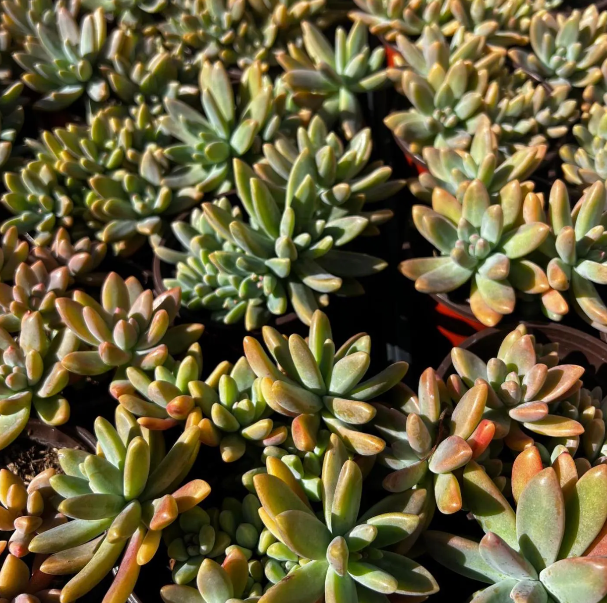 Stunning Blue Pearl Graptoveria Succulent