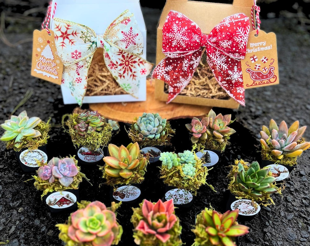 Cozy Christmas Plant Gift Box