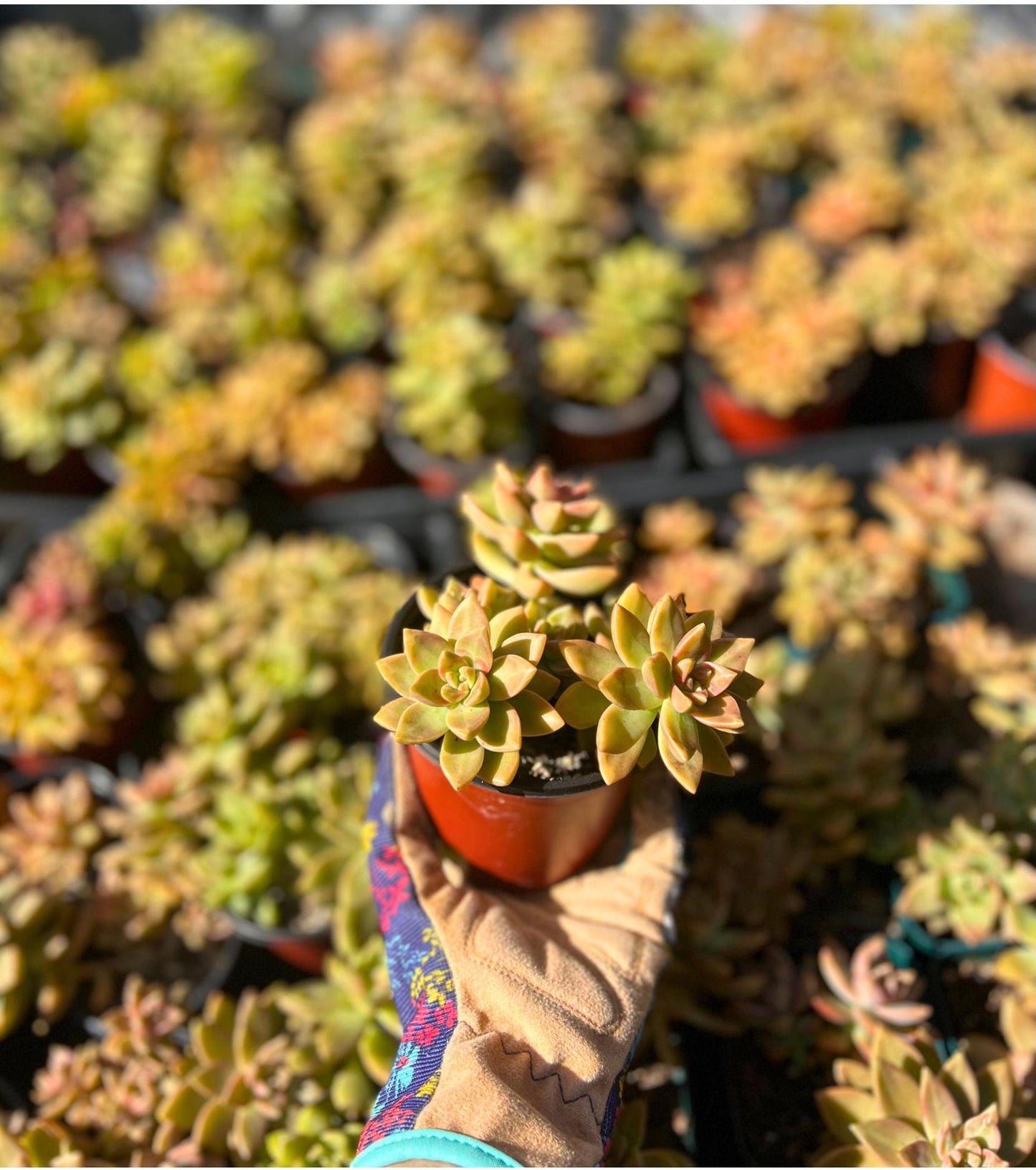 Graptosedum California Sunset Succulent
