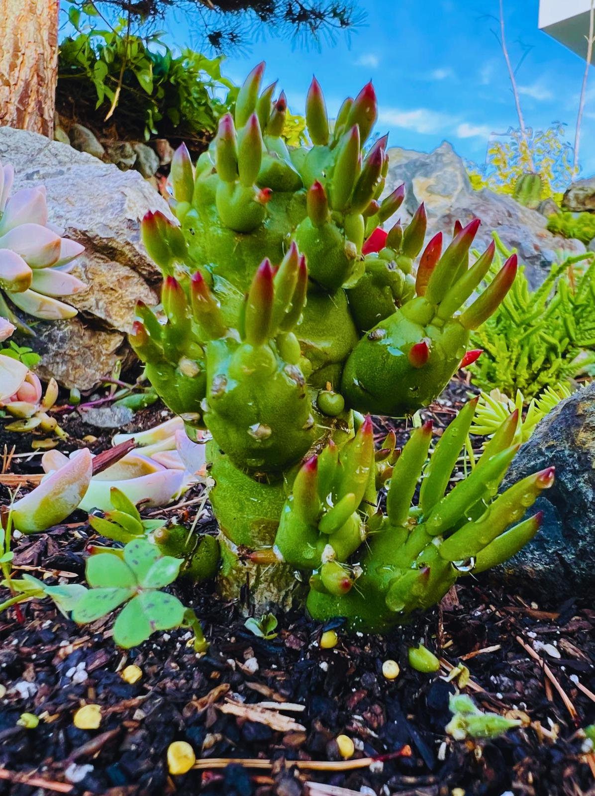 needle succulent plant Eve's Needle Cactus Rare Austrocylindropuntia Subulata Monstrose