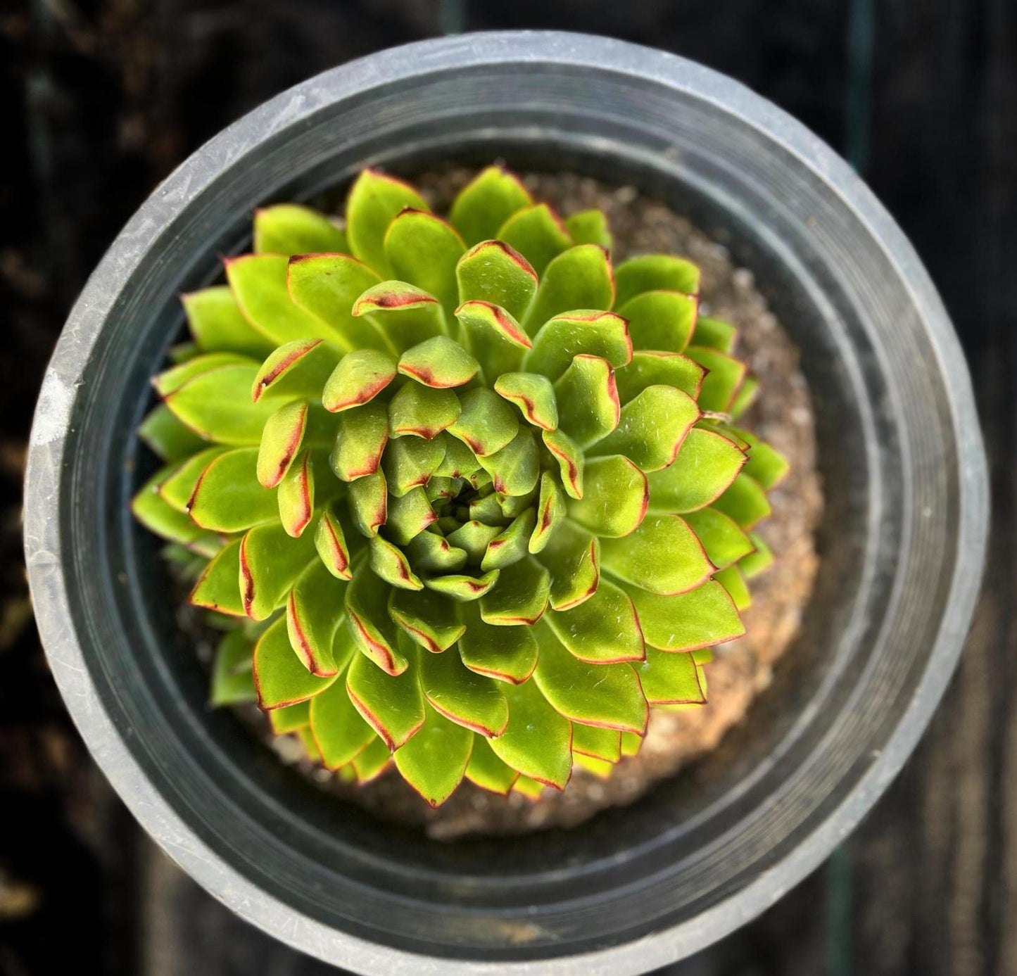 Echeveria Lipstick Plant