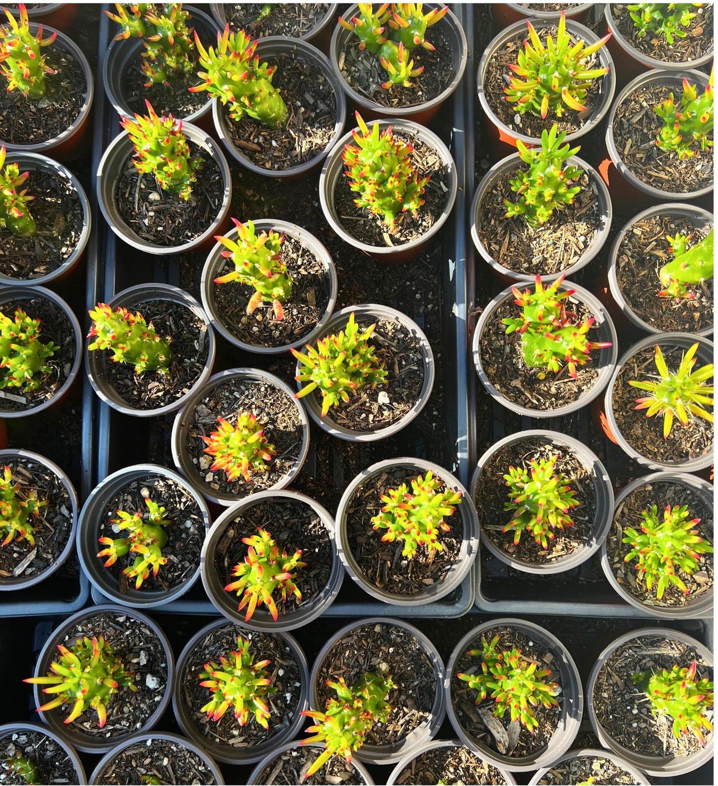 Eve's Needle Cactus Rare Austrocylindropuntia Subulata Monstrose