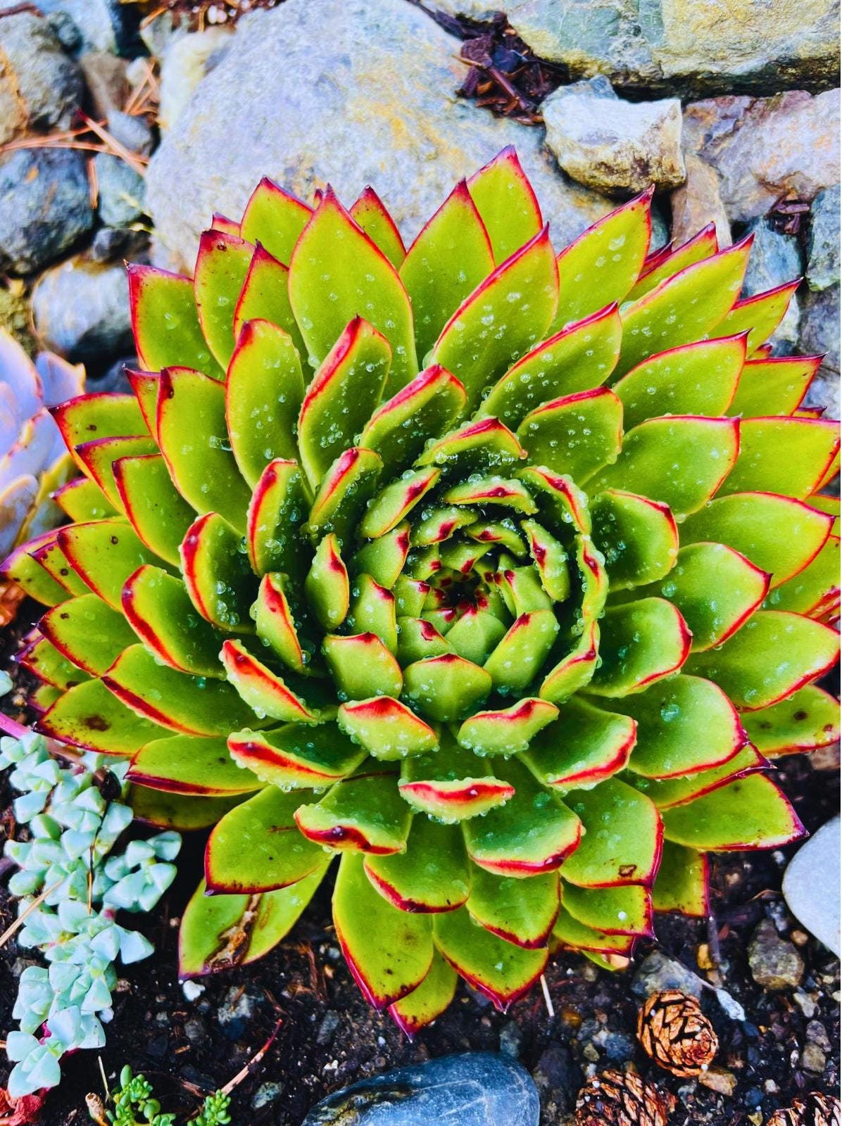 succulent lipstick plant Echeveria Lipstick Plant