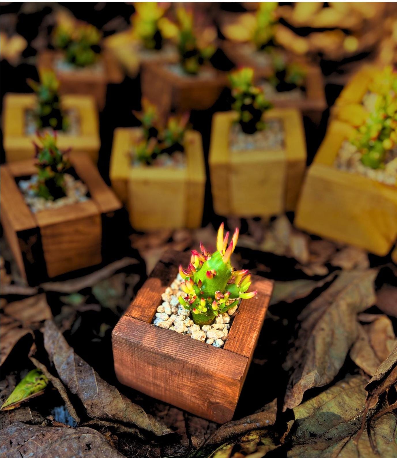 Eve's Needle Cactus in Handmade Wood Planter