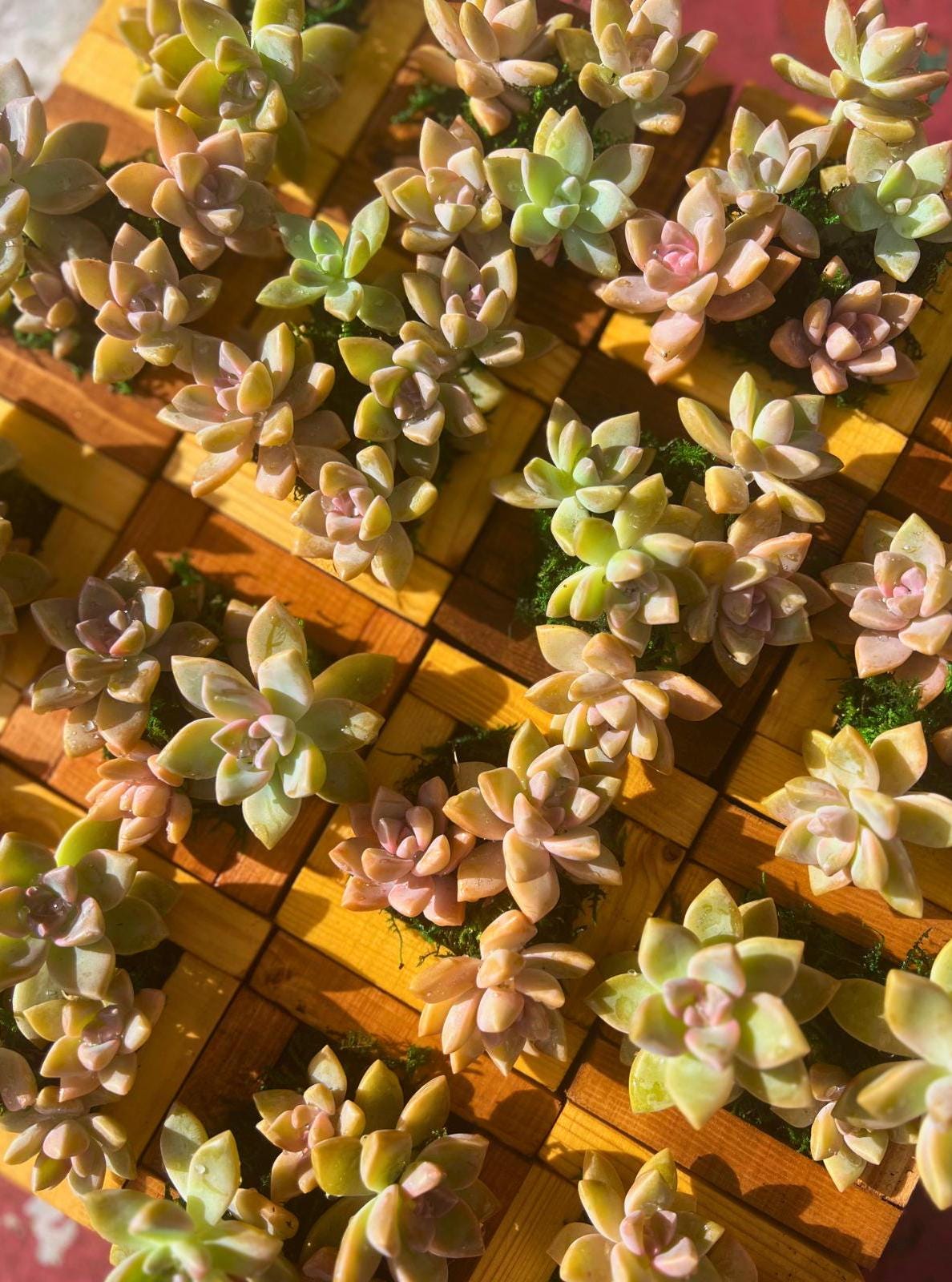 Rare Succulent Ghost Plant Holder