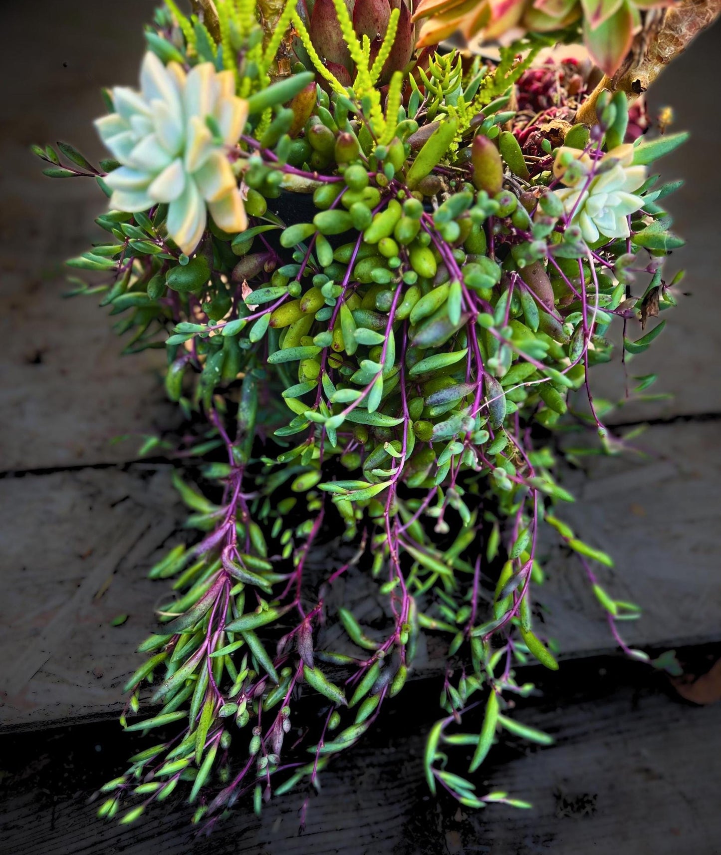 Ruby Necklace Succulent