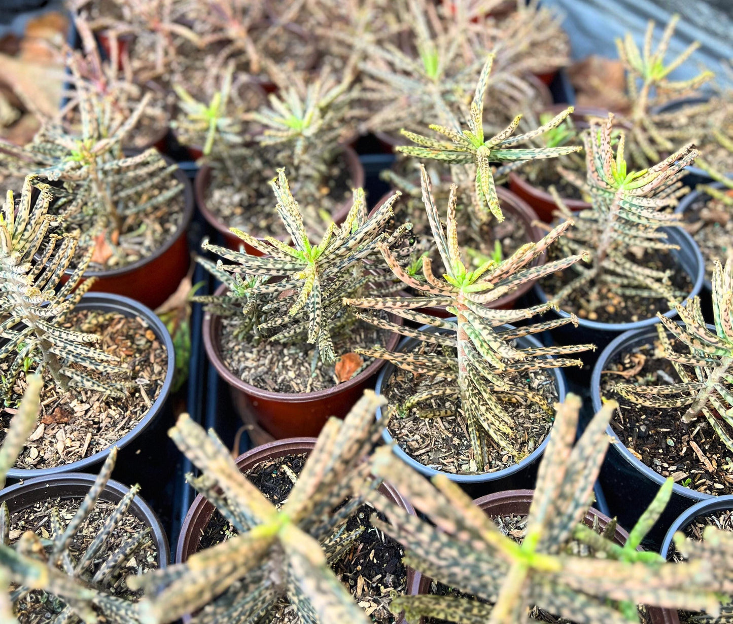 Chandelier Plant - Kalanchoes Tubiflora Delagoensis Succulent Mother of Thousands Mother of Millions Maternity Plant Bryophyllum Tubiflorum