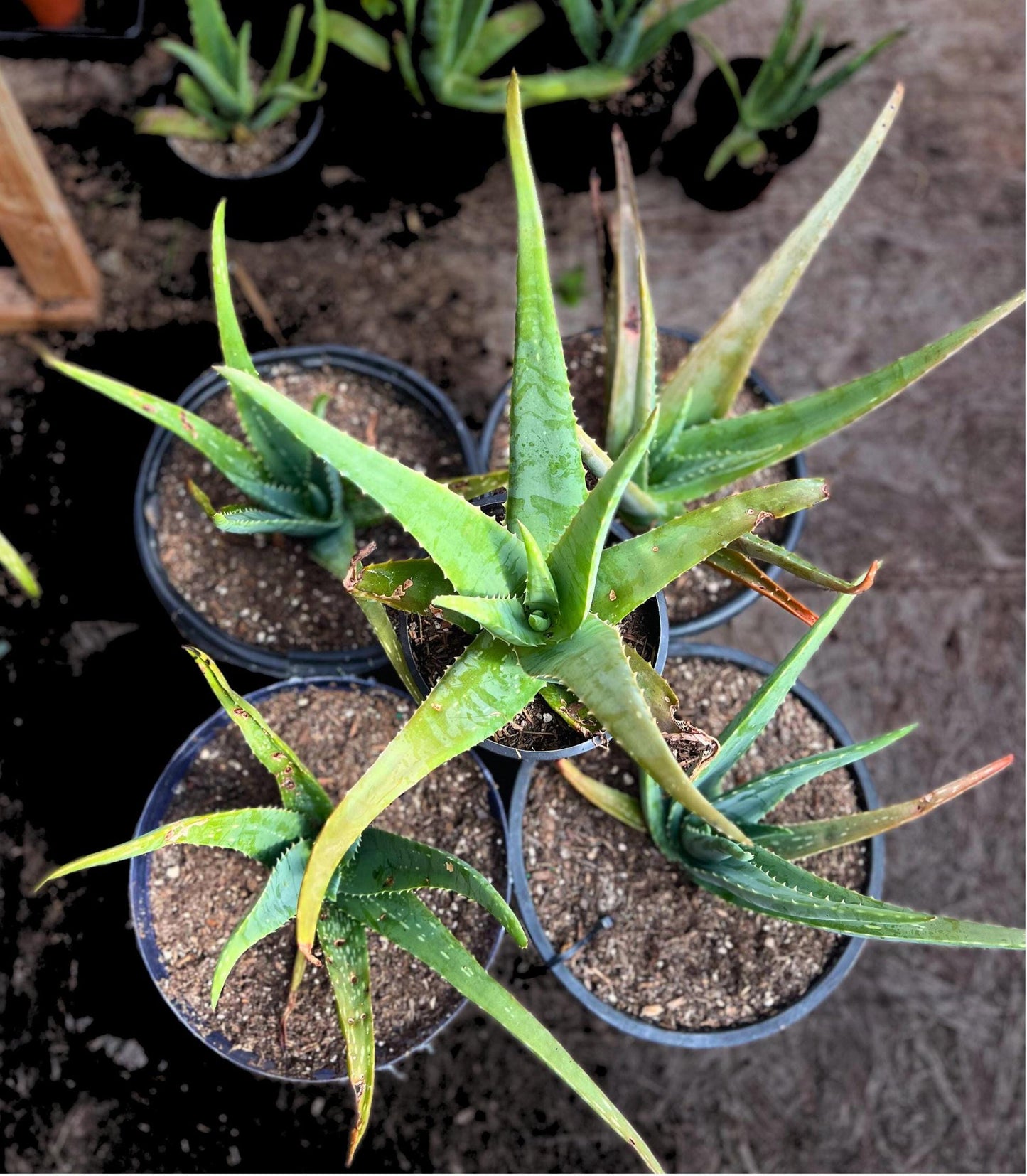 Aloe Vera Plant Live 8"-10" (bare plant)