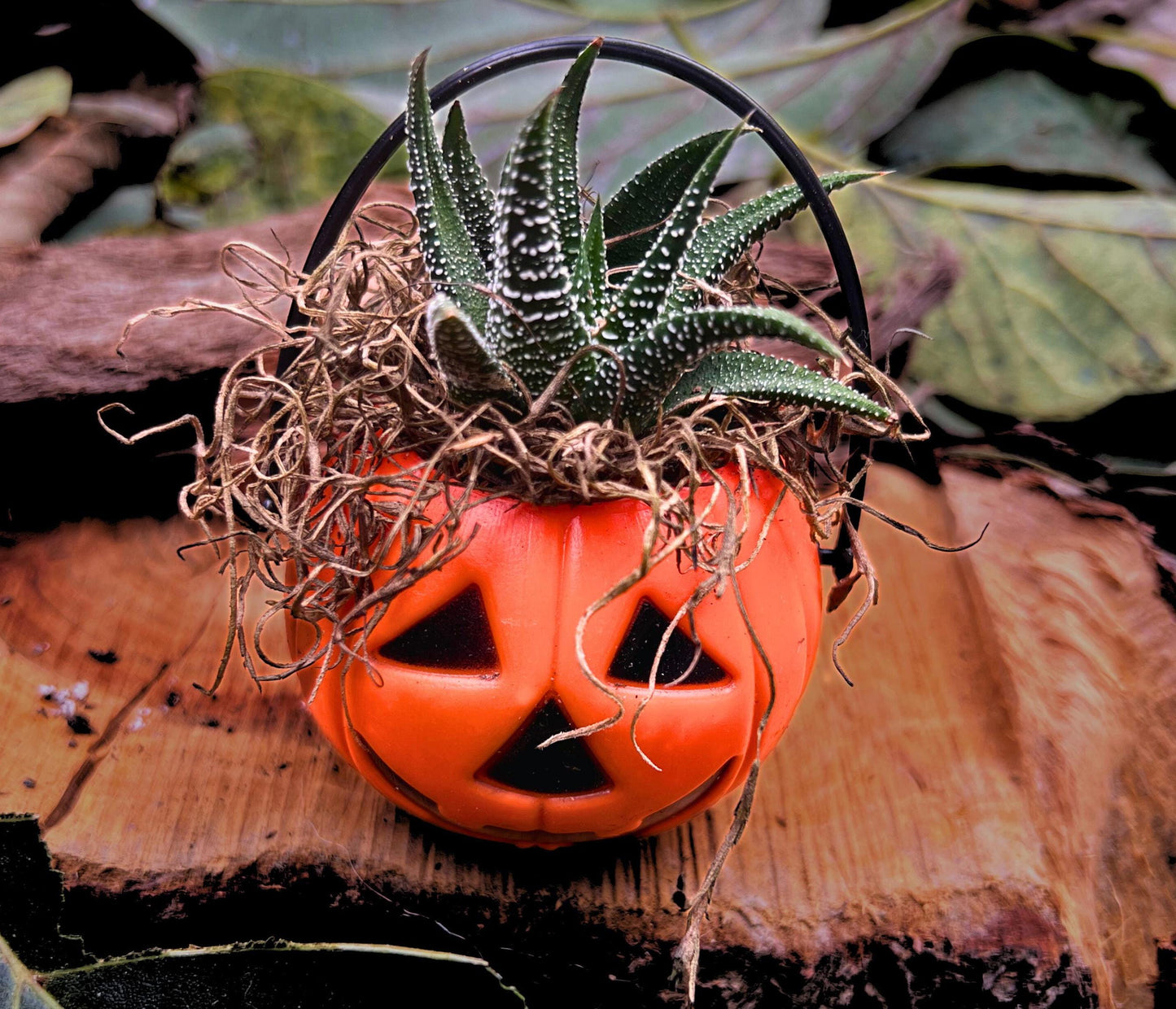 Cute Miniature Unique Seasonal Halloween Plants
