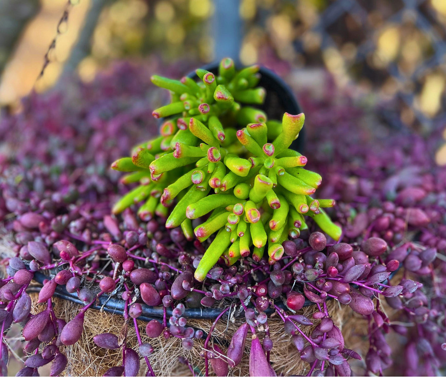Crassula Ovata Gollum Jade 'Shrek Ears' Plant