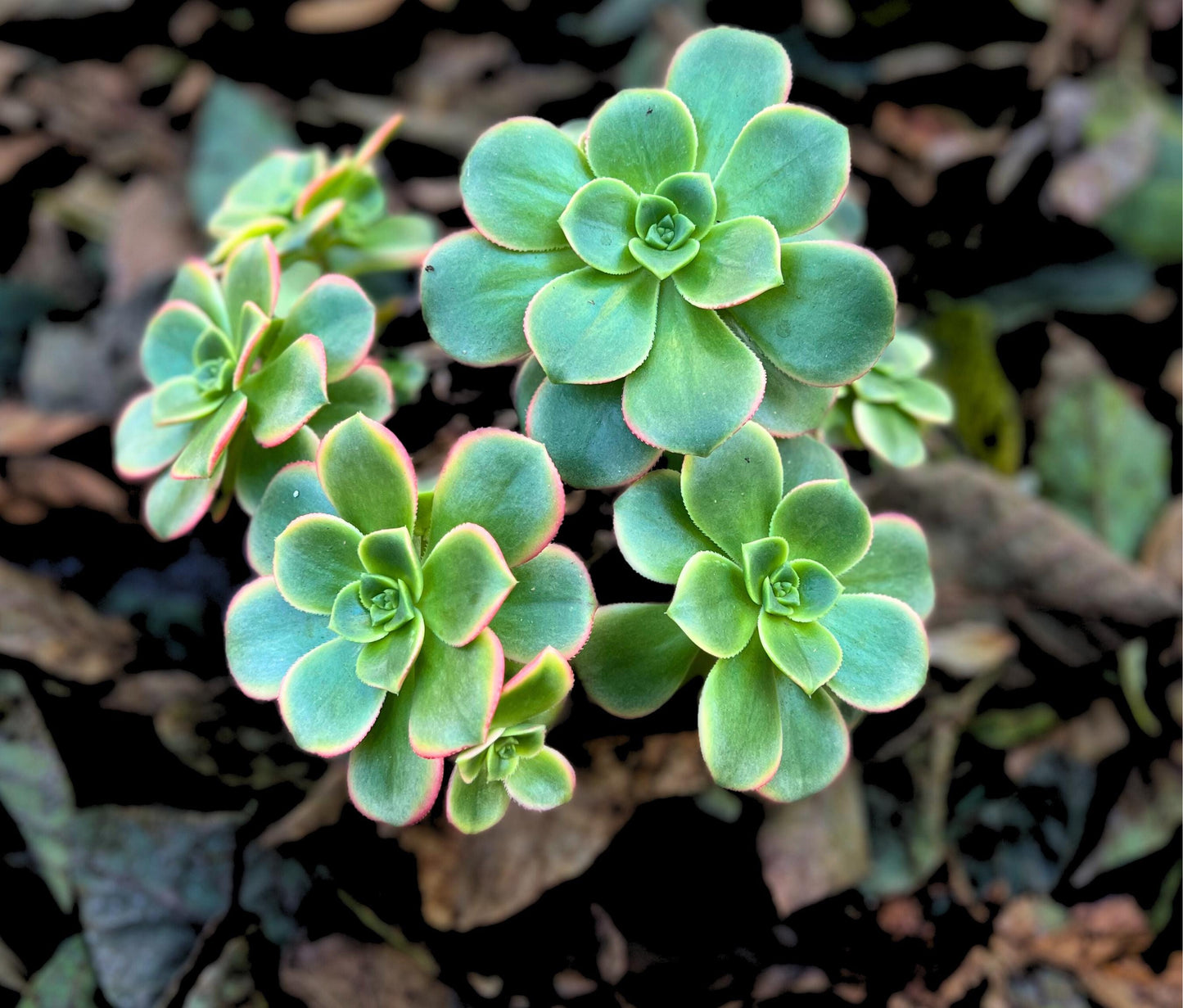 Yellow Aeonium Sunburst Succulent