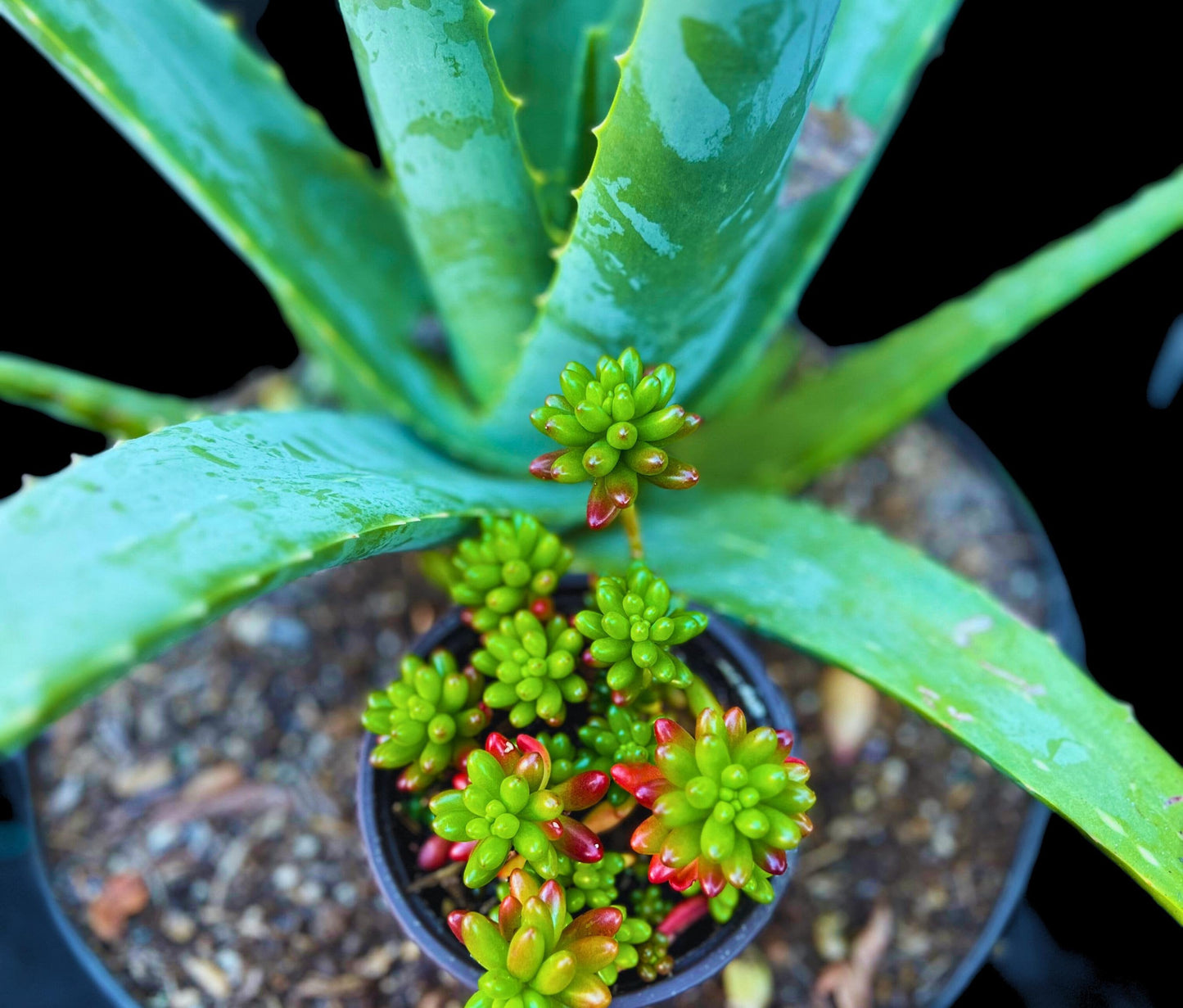 Cute Pork and Beans Succulent