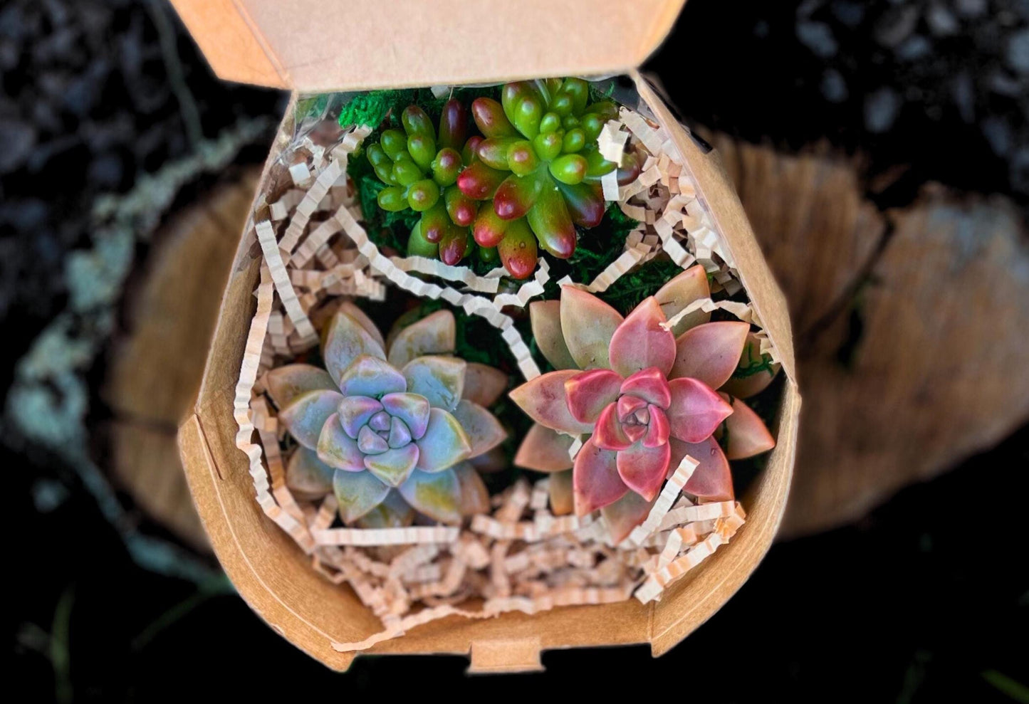 Cute Succulent Gift Box Live Succulents