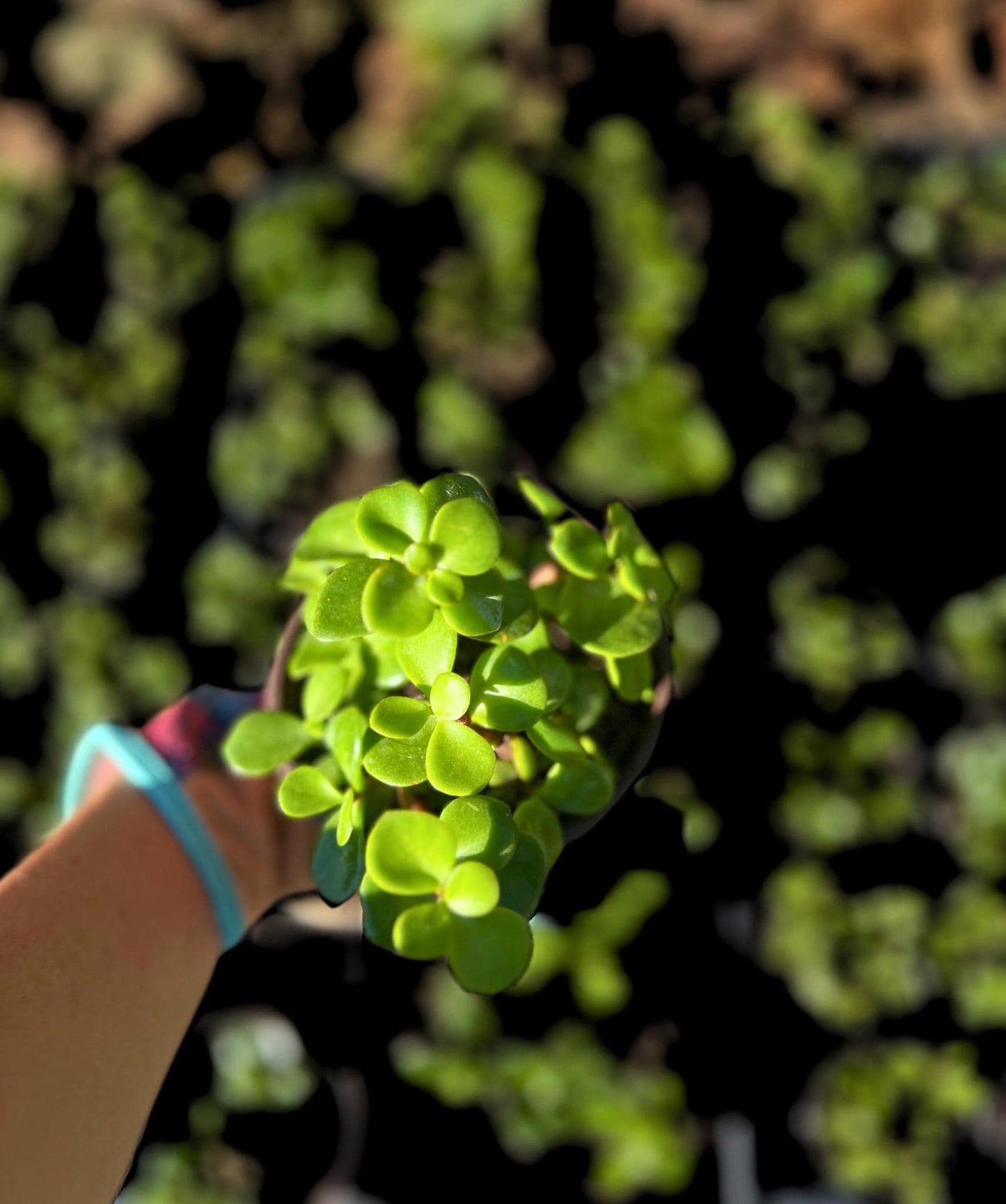 Mini Elephant Bush Succulent- Variegated Elephant Bush in 4" Pot