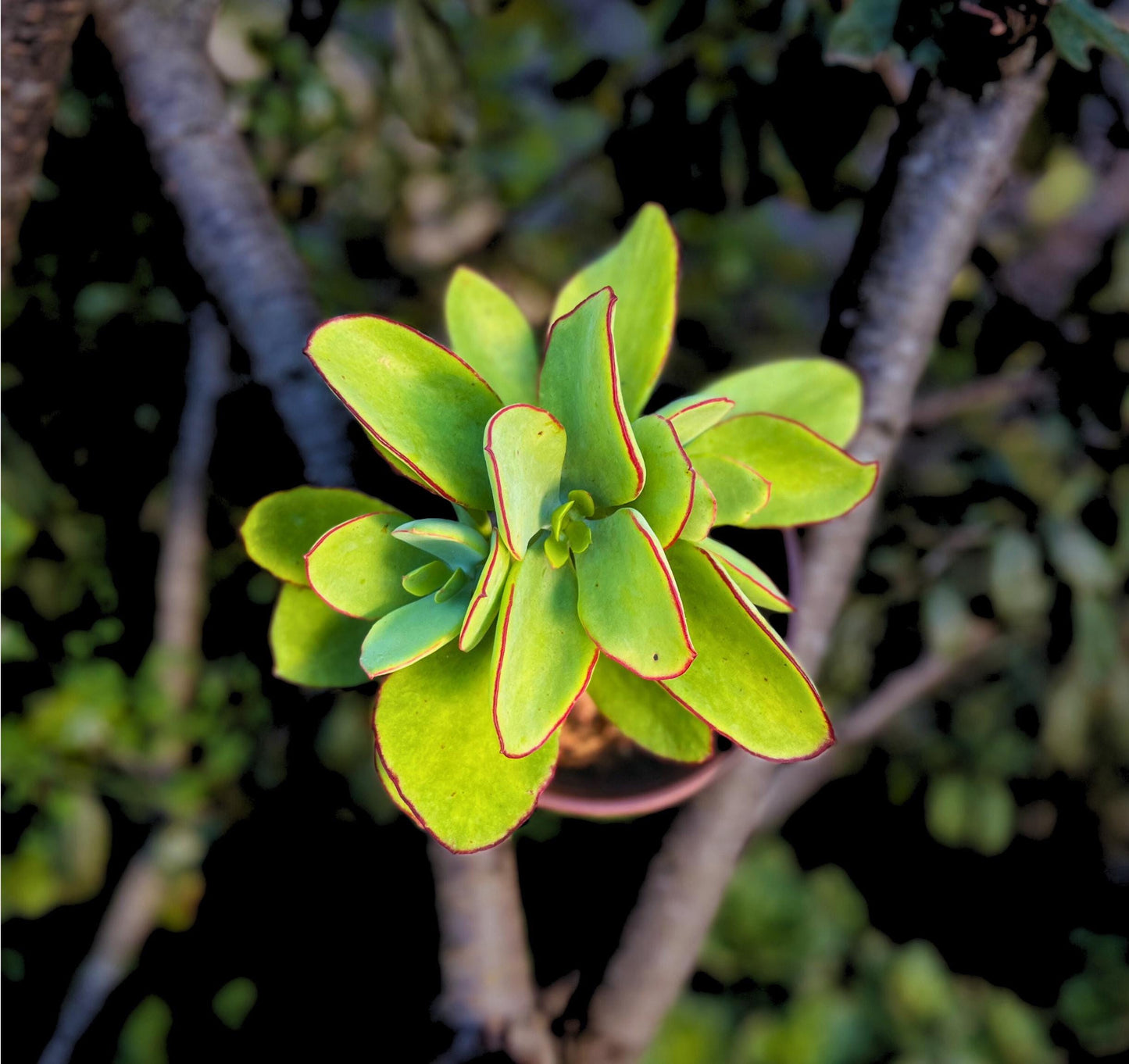 'Pig's Ear' Live Succulent