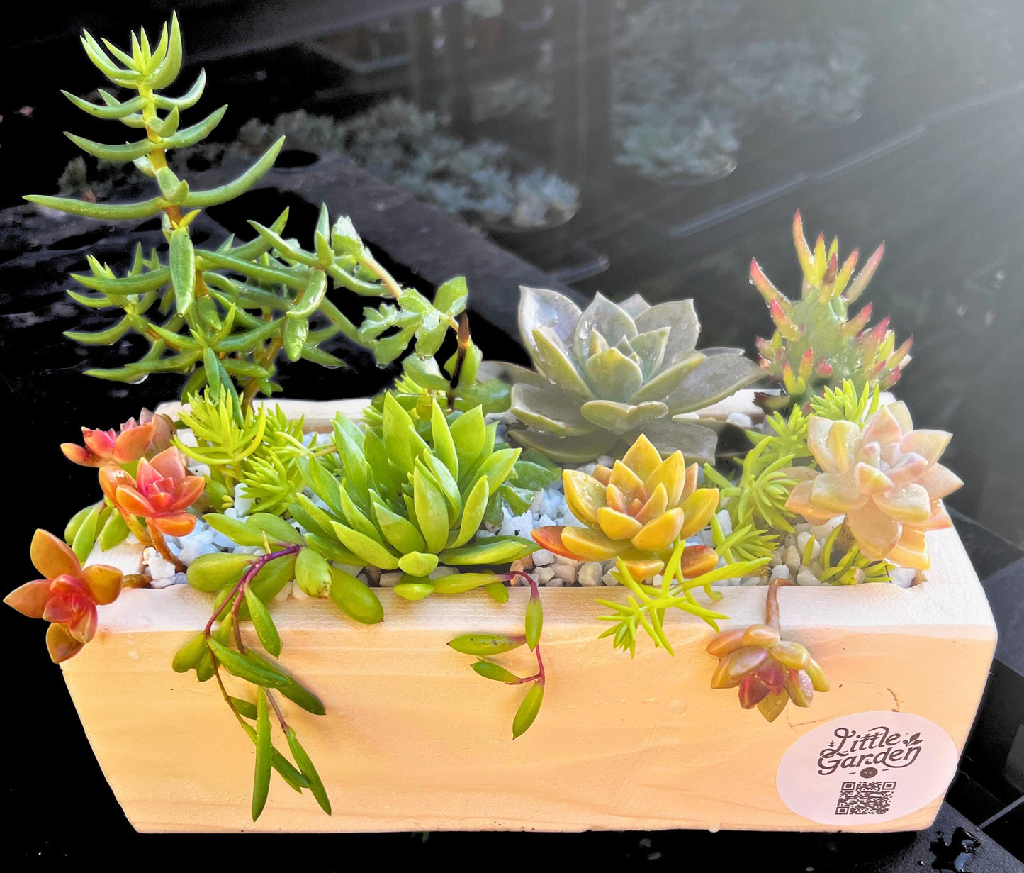 Live Succulent Display in Rustic Wood Planter