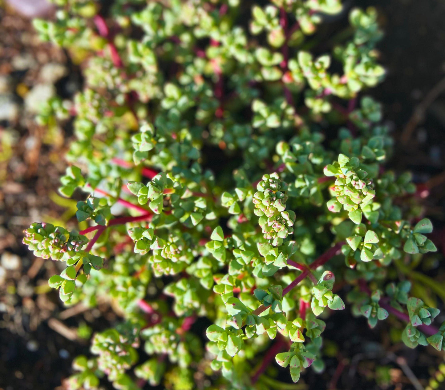 Pink Ice Plant Oscularia Deltoides (Ground Cover)
