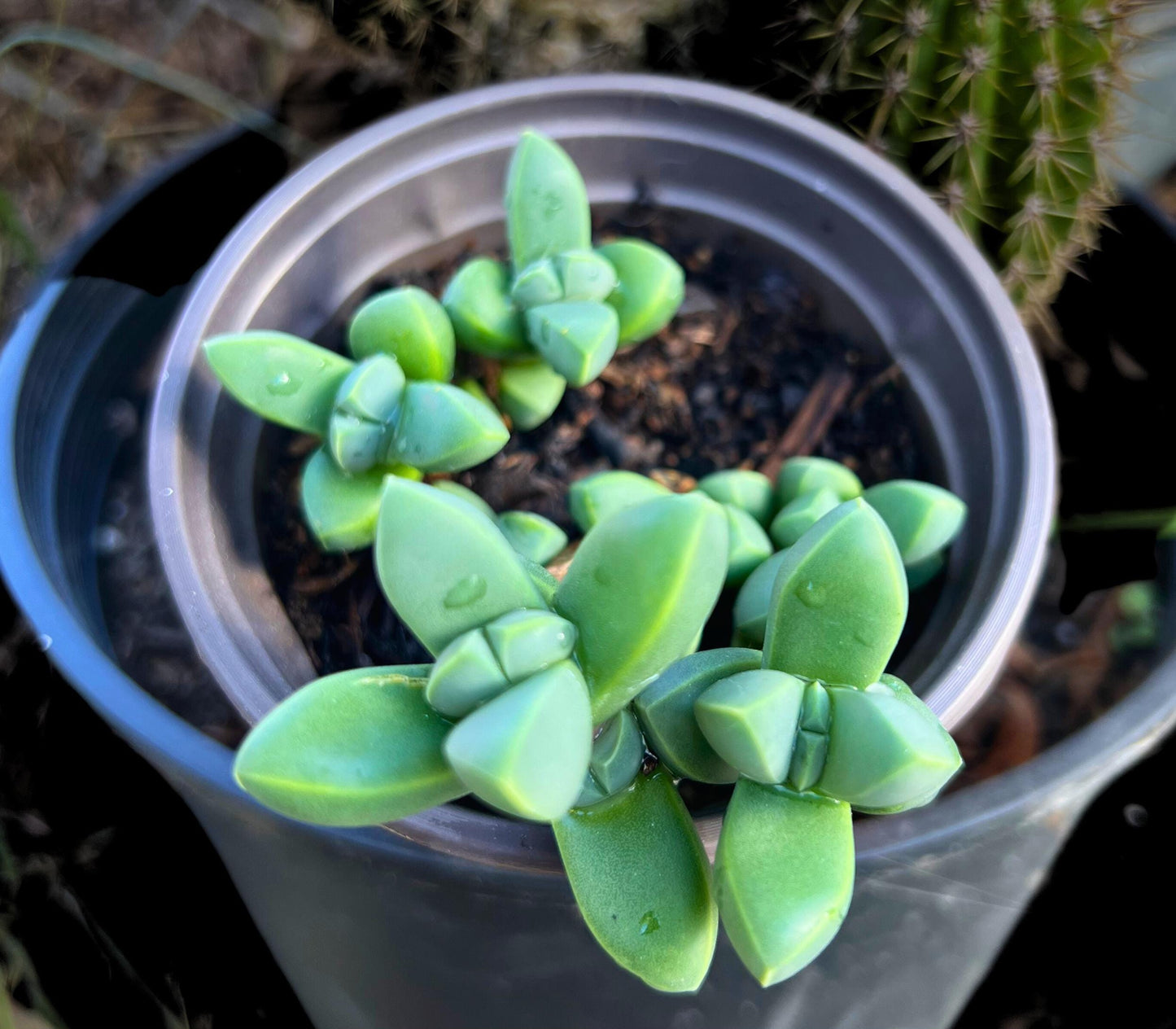 Corpuscularia lehmannii Ice Plant