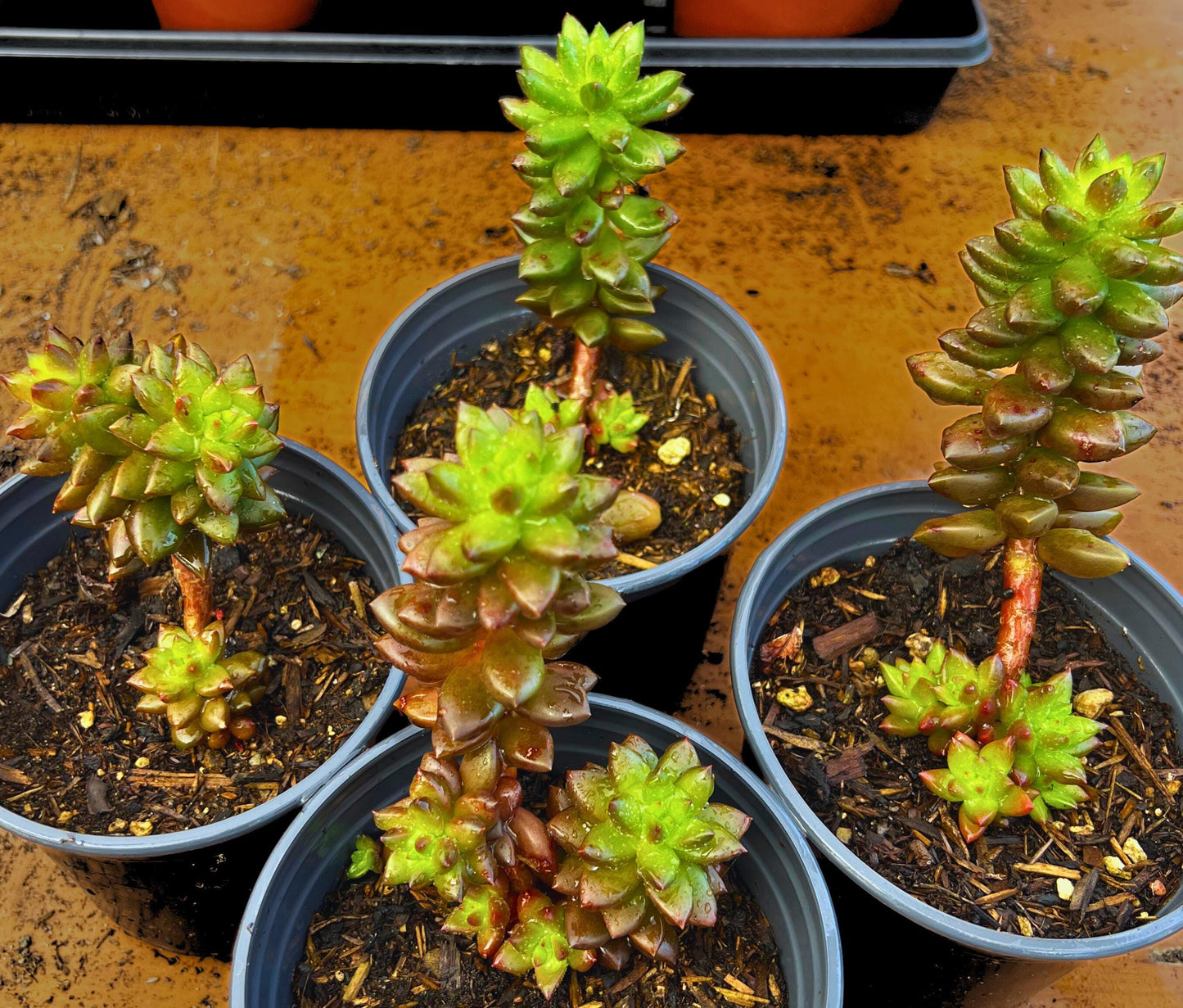 Adorable Jet Beads Sedeveria Succulent