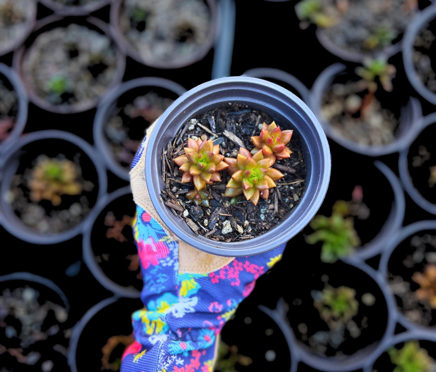 Adorable Jet Beads Sedeveria Succulent