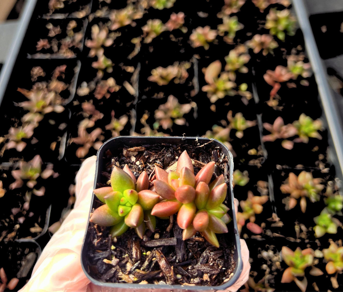 Adorable Jet Beads Sedeveria Succulent