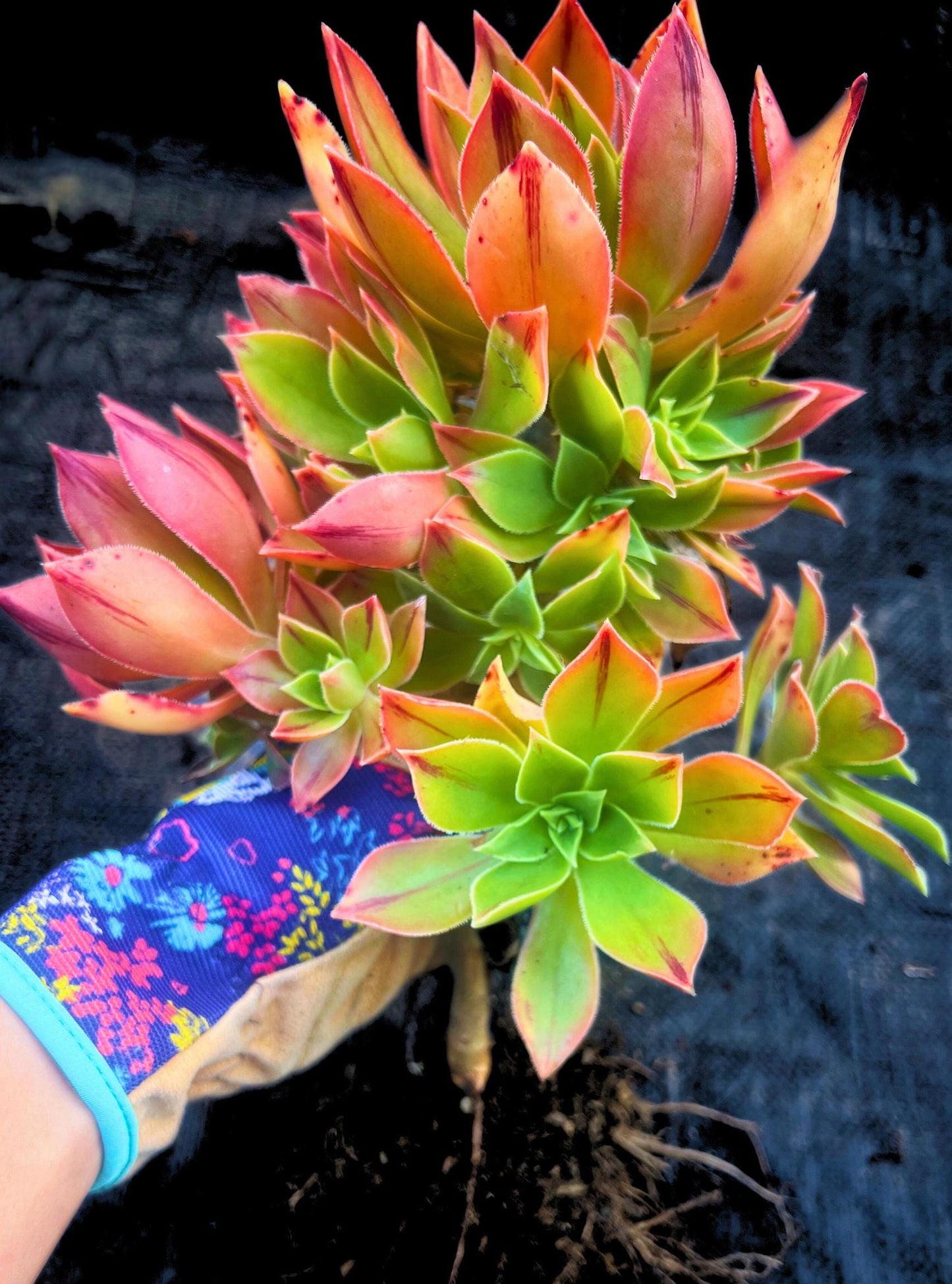 Gorgeous Aeonium Leucoblepharum Succulent