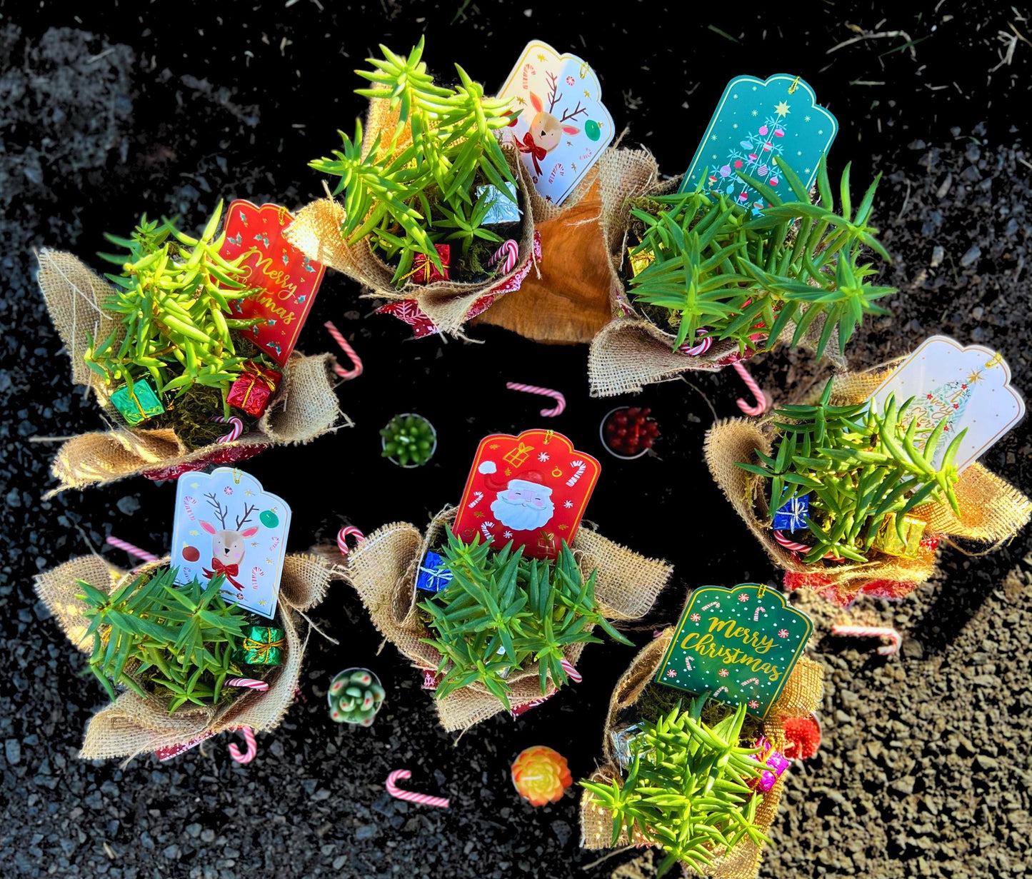 Charming Succulent Christmas Tree