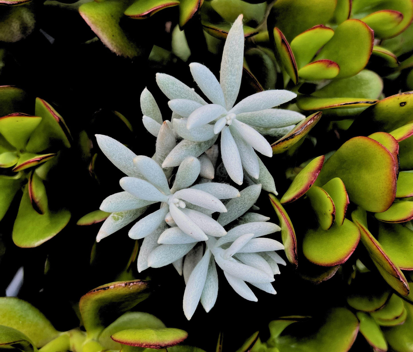 Unique Cocoon (Senecio Haworthii ) 2.5" Pot Plant