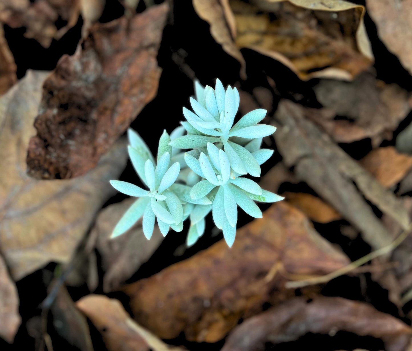 Unique Cocoon (Senecio Haworthii ) 2.5" Pot Plant