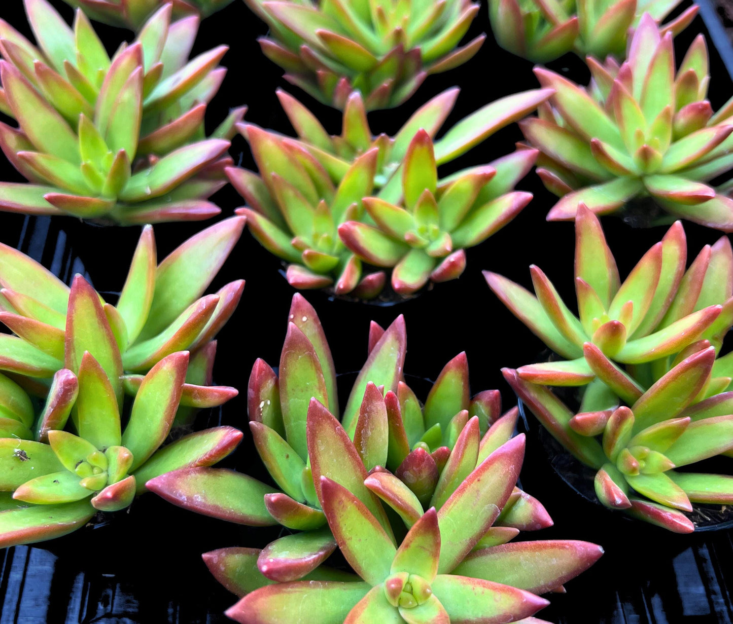 Captivating Sedum Adolphi Firestorm 2.5" Pot