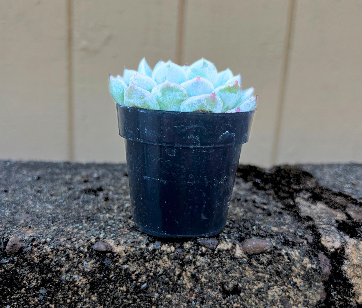 Frosty Echeveria Arctic Ice Succulent 2.5" Pot