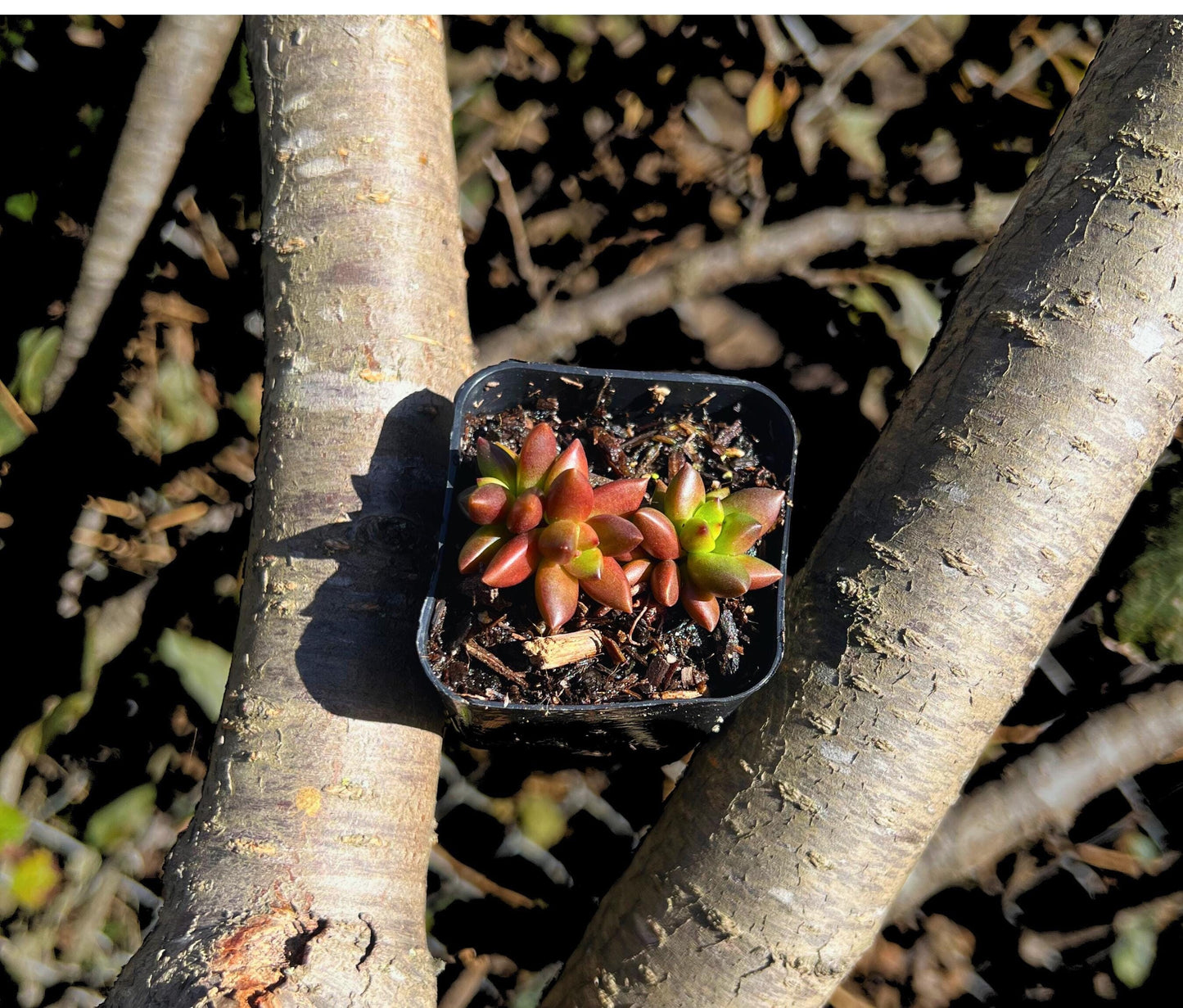 Adorable Jet Beads Sedeveria Succulent