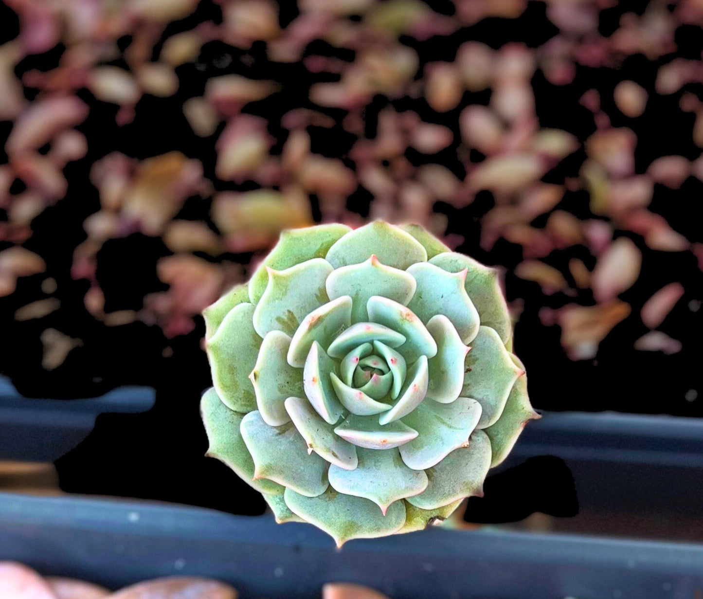 Beautiful Echeveria Lola 2.5" Pot