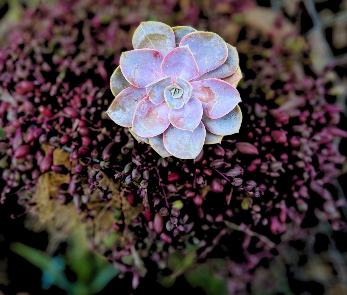 Echeveria 'Perle von Nurnberg' 4" Pot Succulent