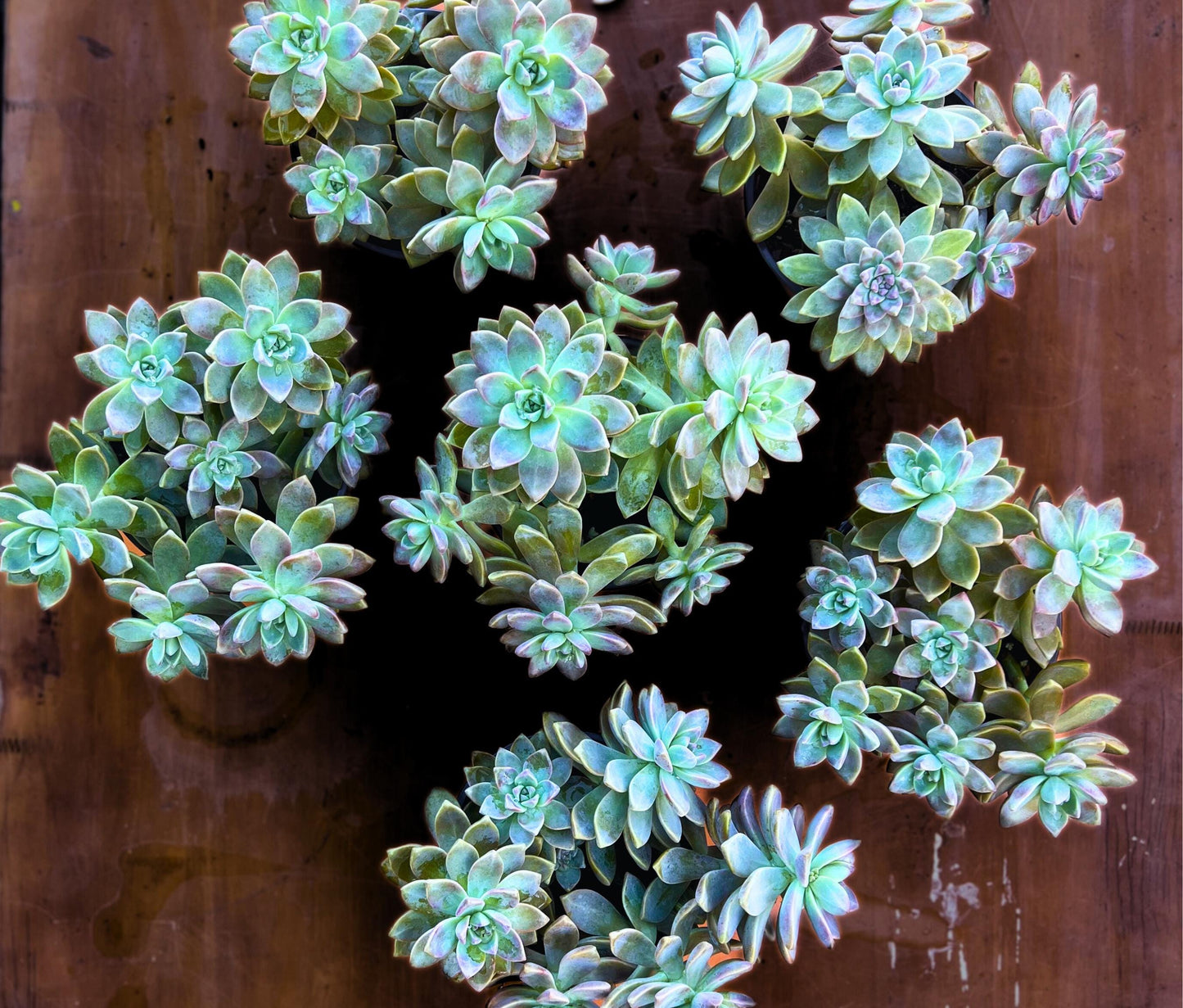 Graptopetalum Paraguayense Blue Haze Ghost Plant