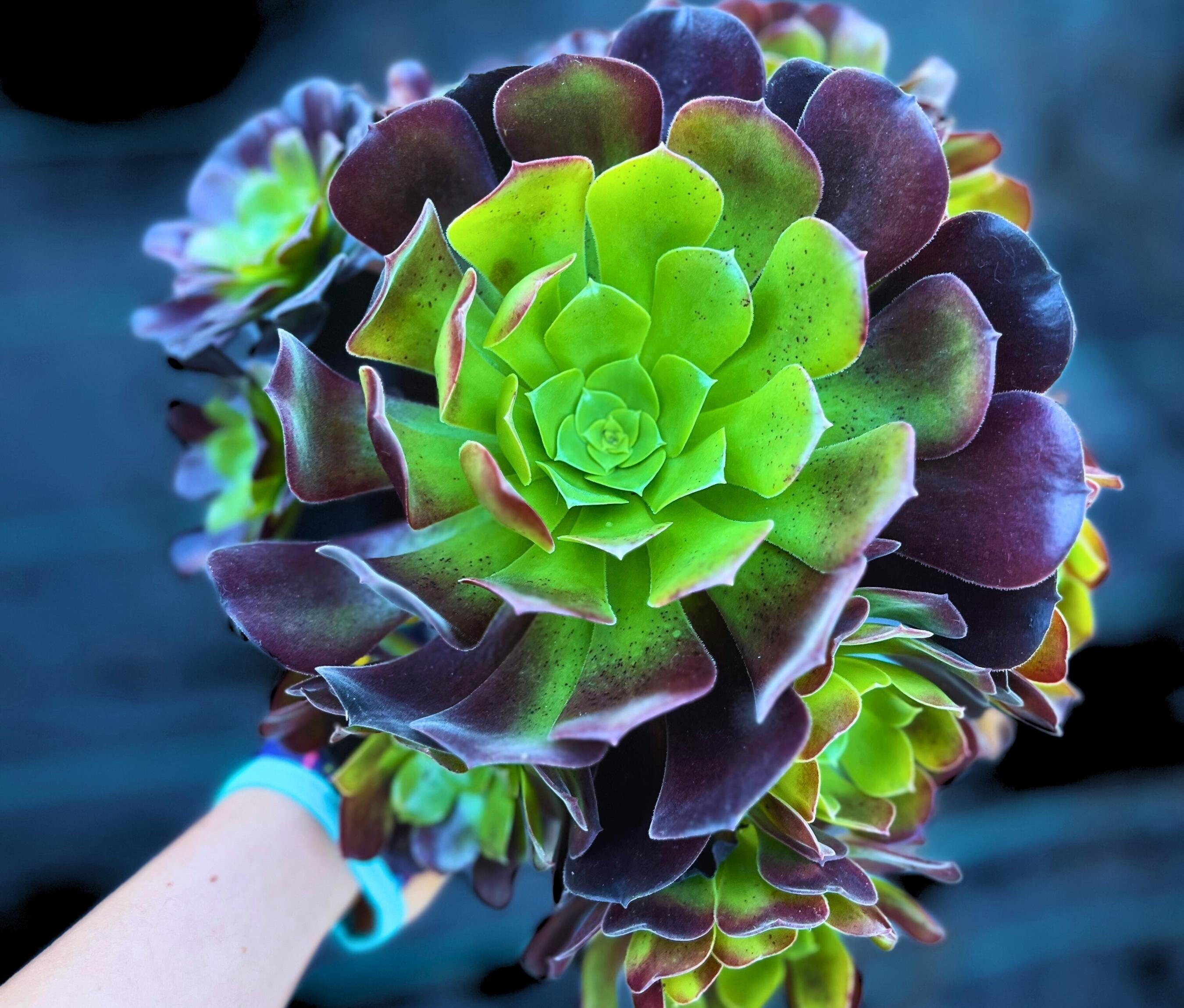 black beauty succulent Aeonium Black Beauty – Little Garden SF