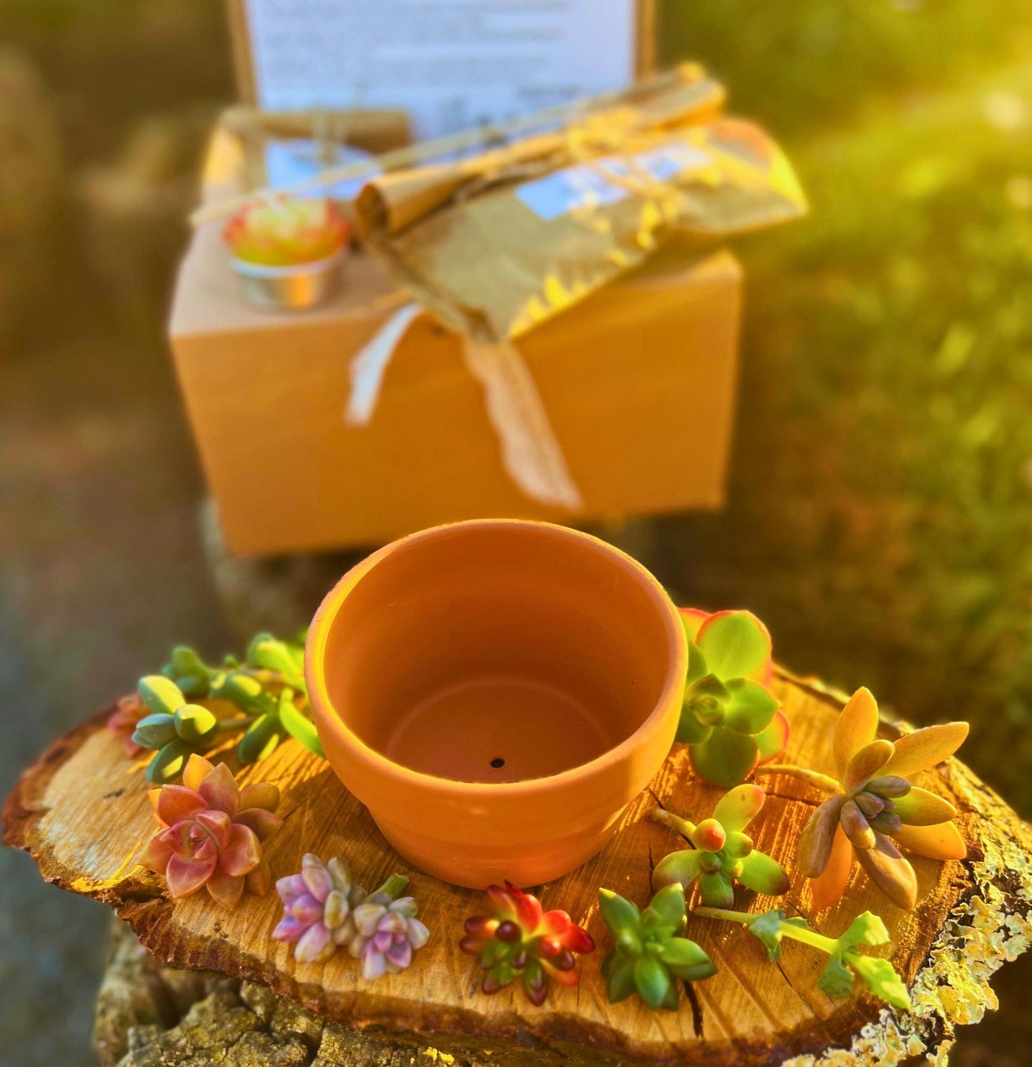 DIY Succulent Arrangement Kit