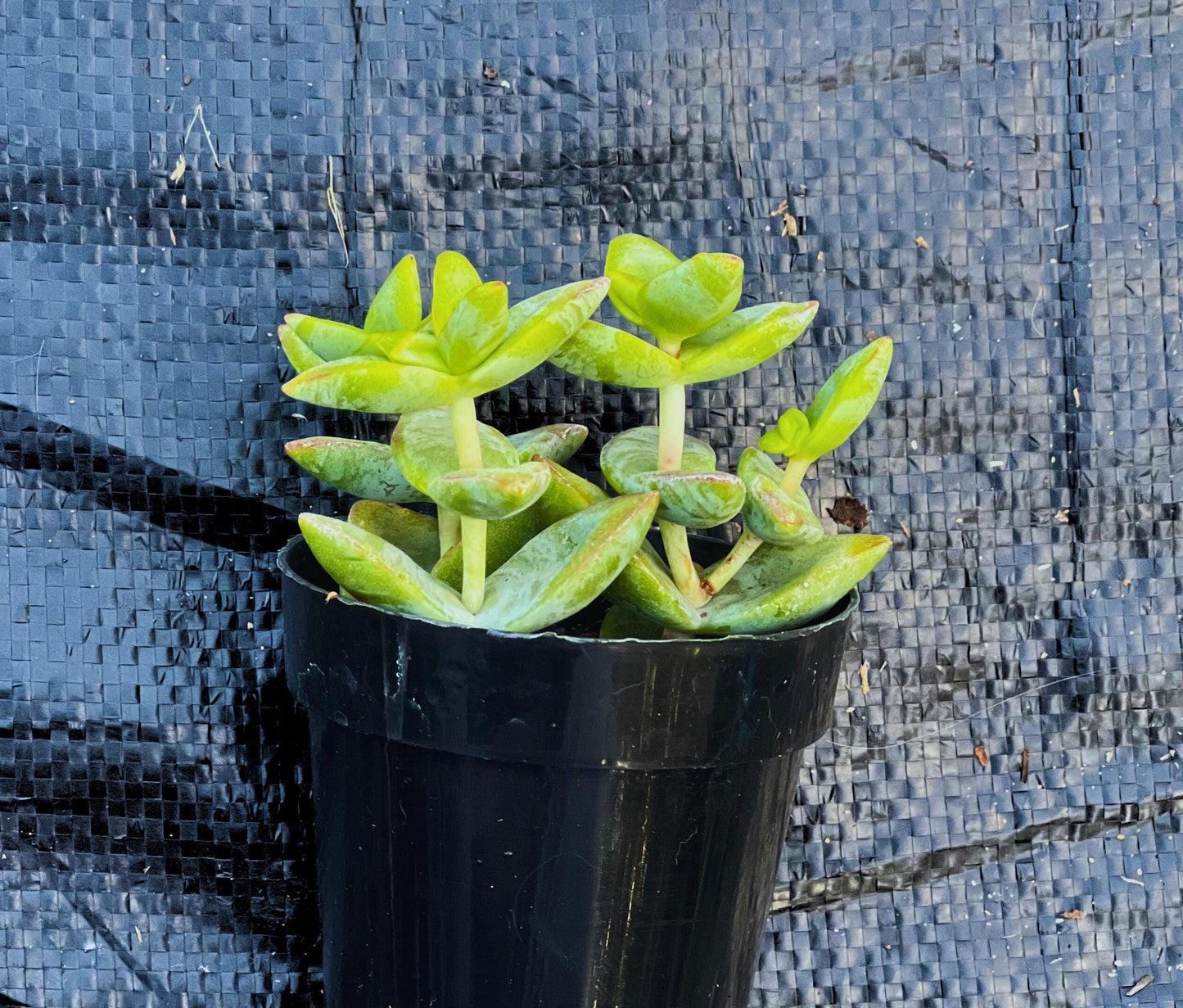 Crassula Conjuncta 'Ivory Towers' 2.5" Pot