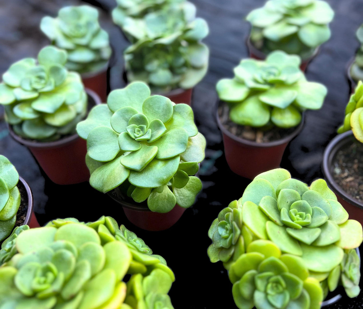 Aeonium 'Lily Pad' Rosette
