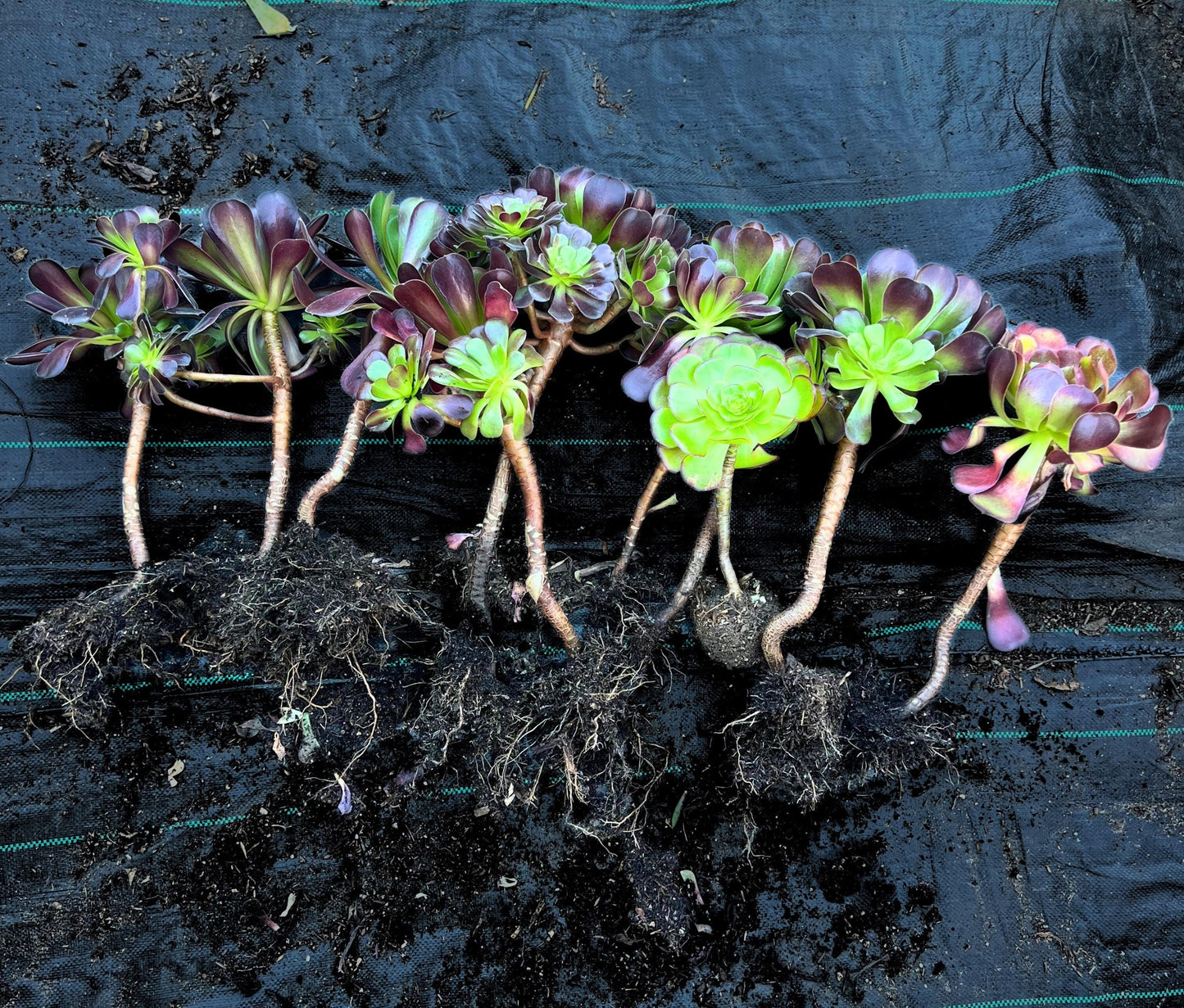 Aeonium Black Beauty