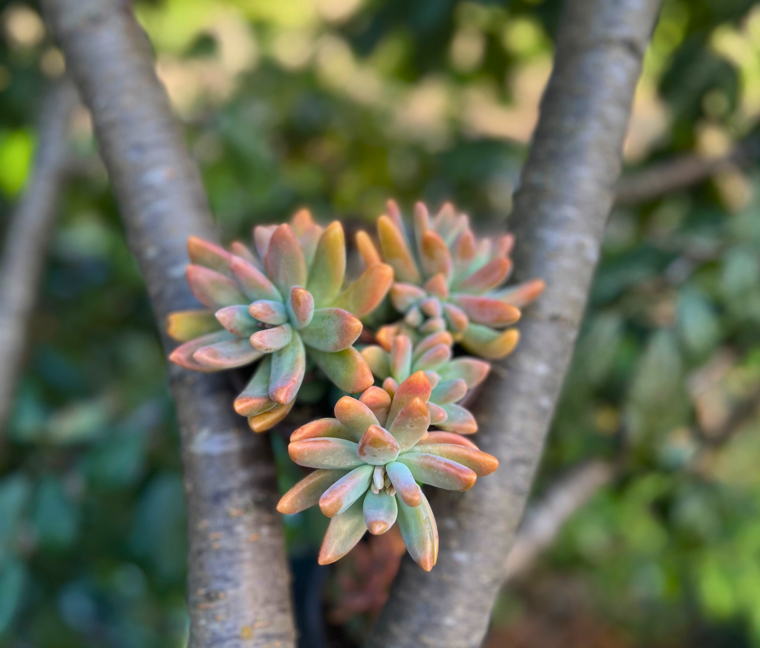 Easy Care Succulents