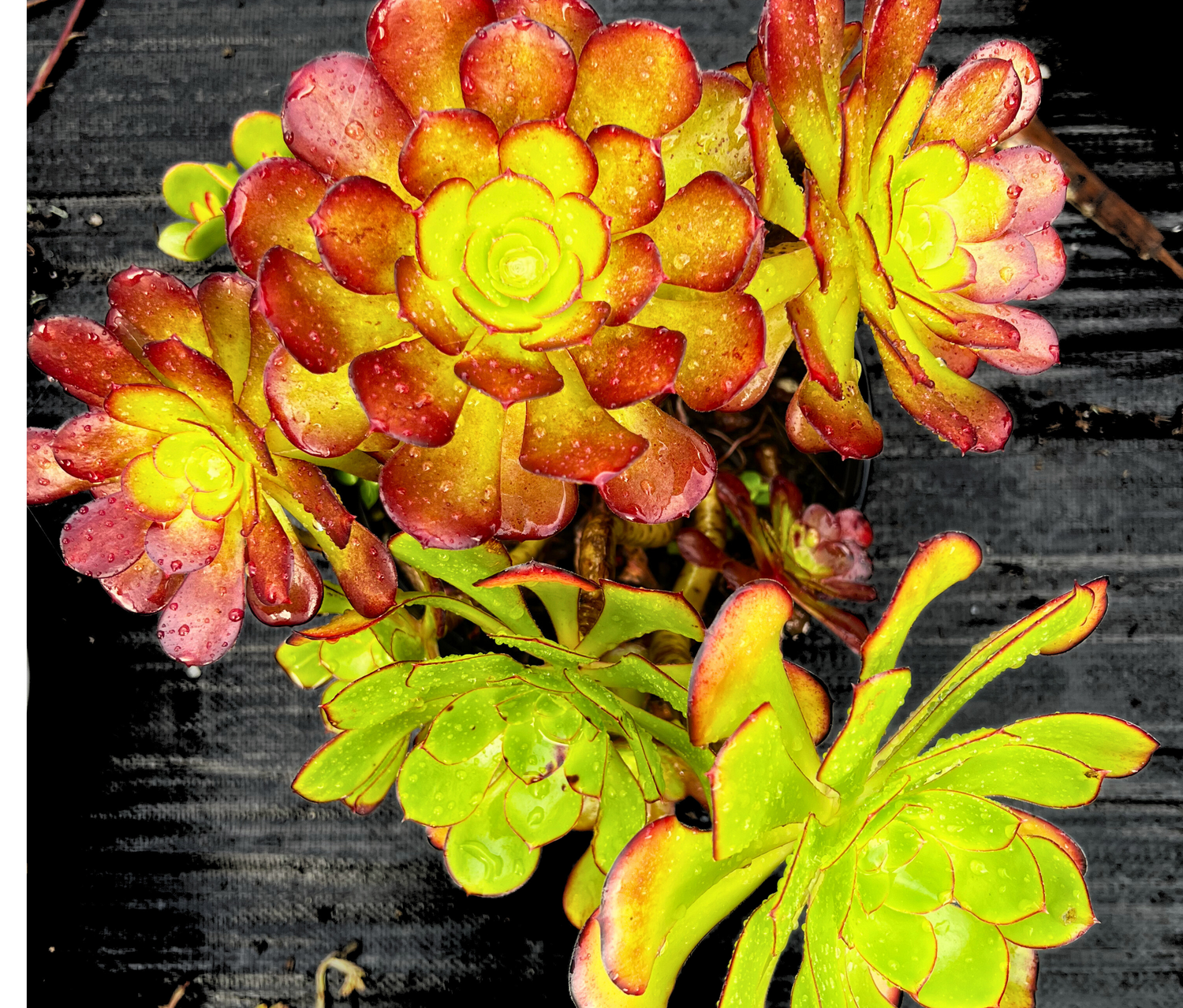 Hardy Succulents