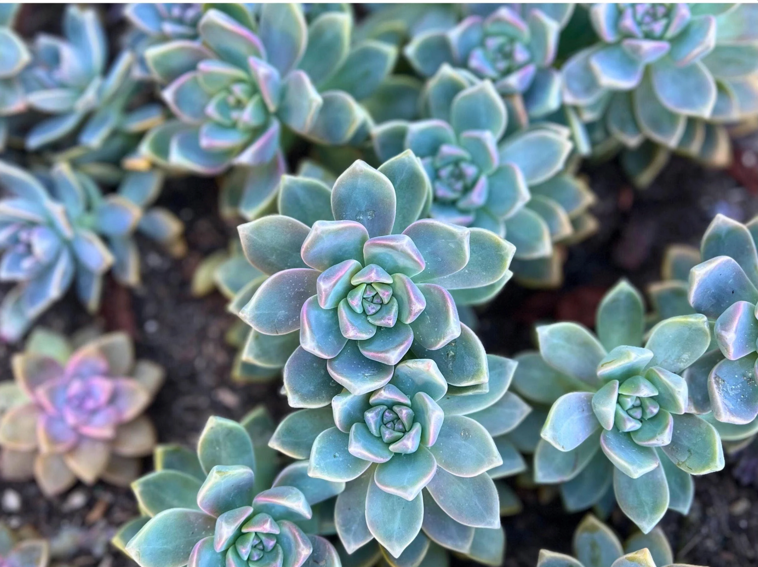 Blue & Green Succulents