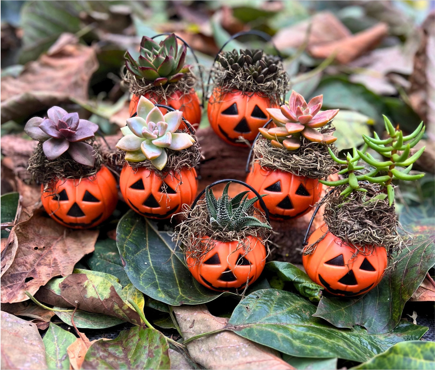 Halloween Collection