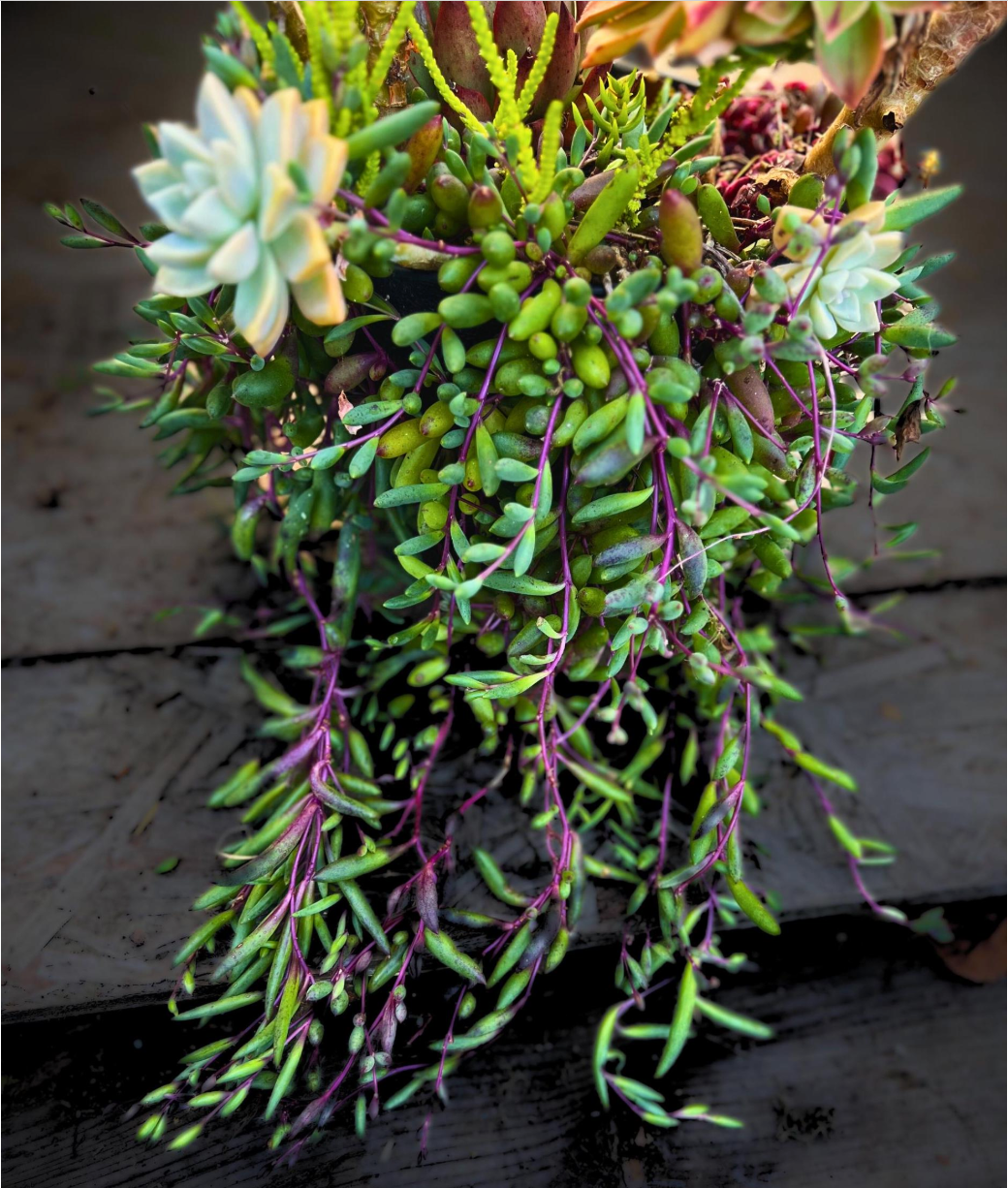 Trailing Succulents