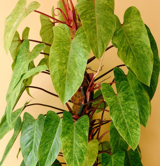 Philodendron 'Painted Lady' – Rare Variegated Houseplant