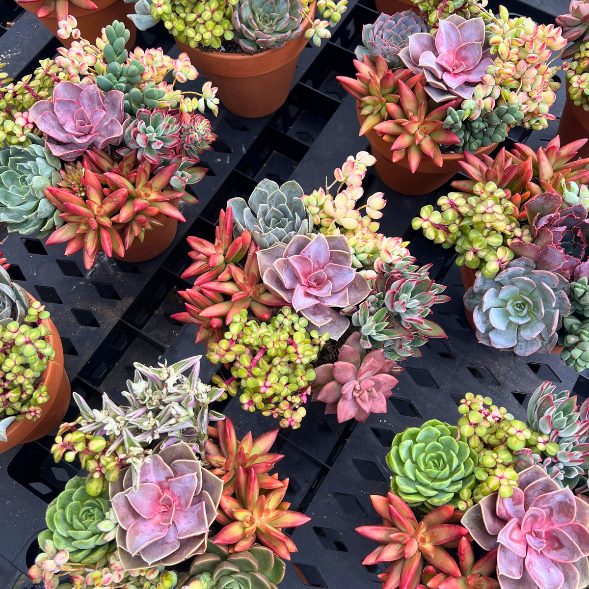 Premium Rainbow Succulent Arrangement