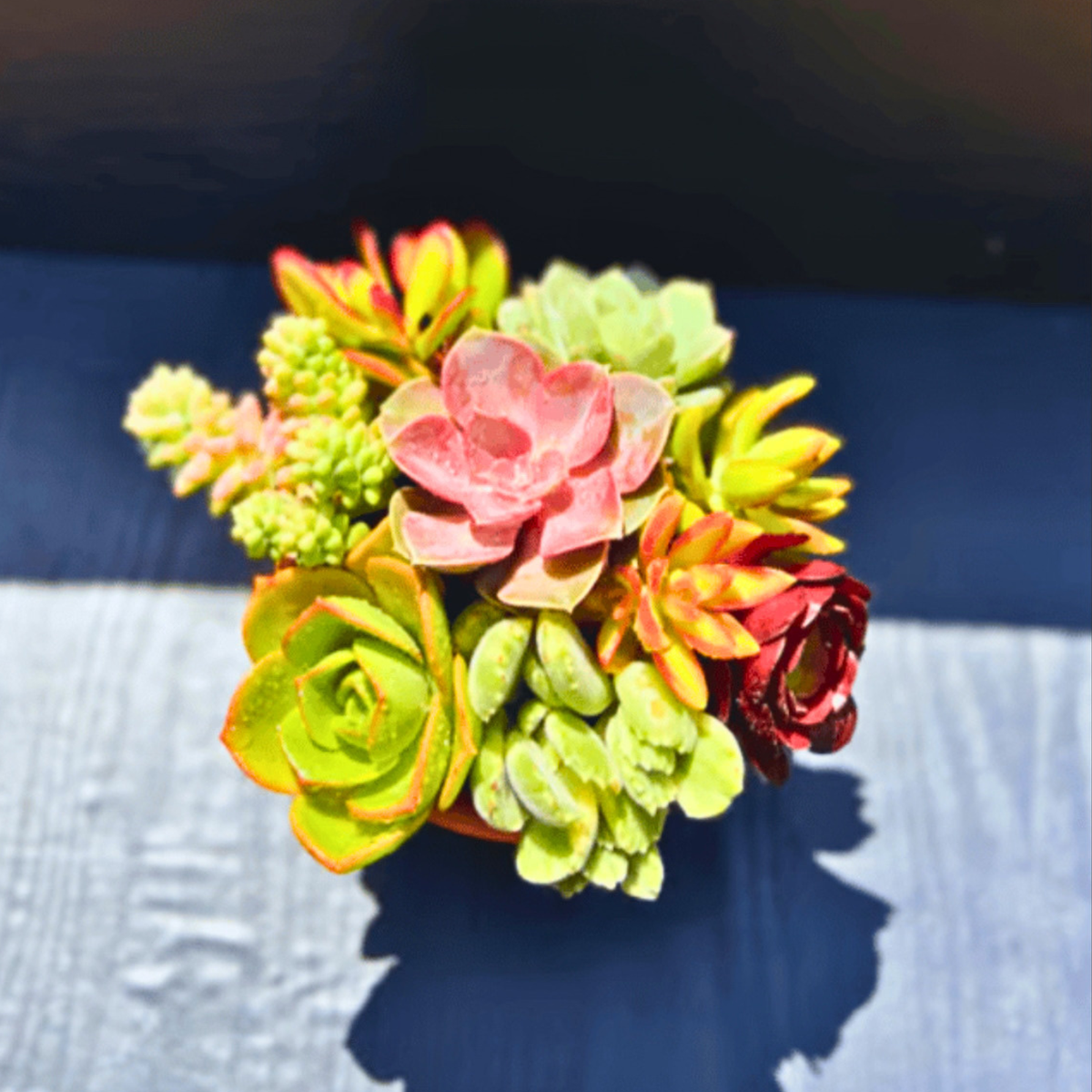 Premium Rainbow Succulent Arrangement